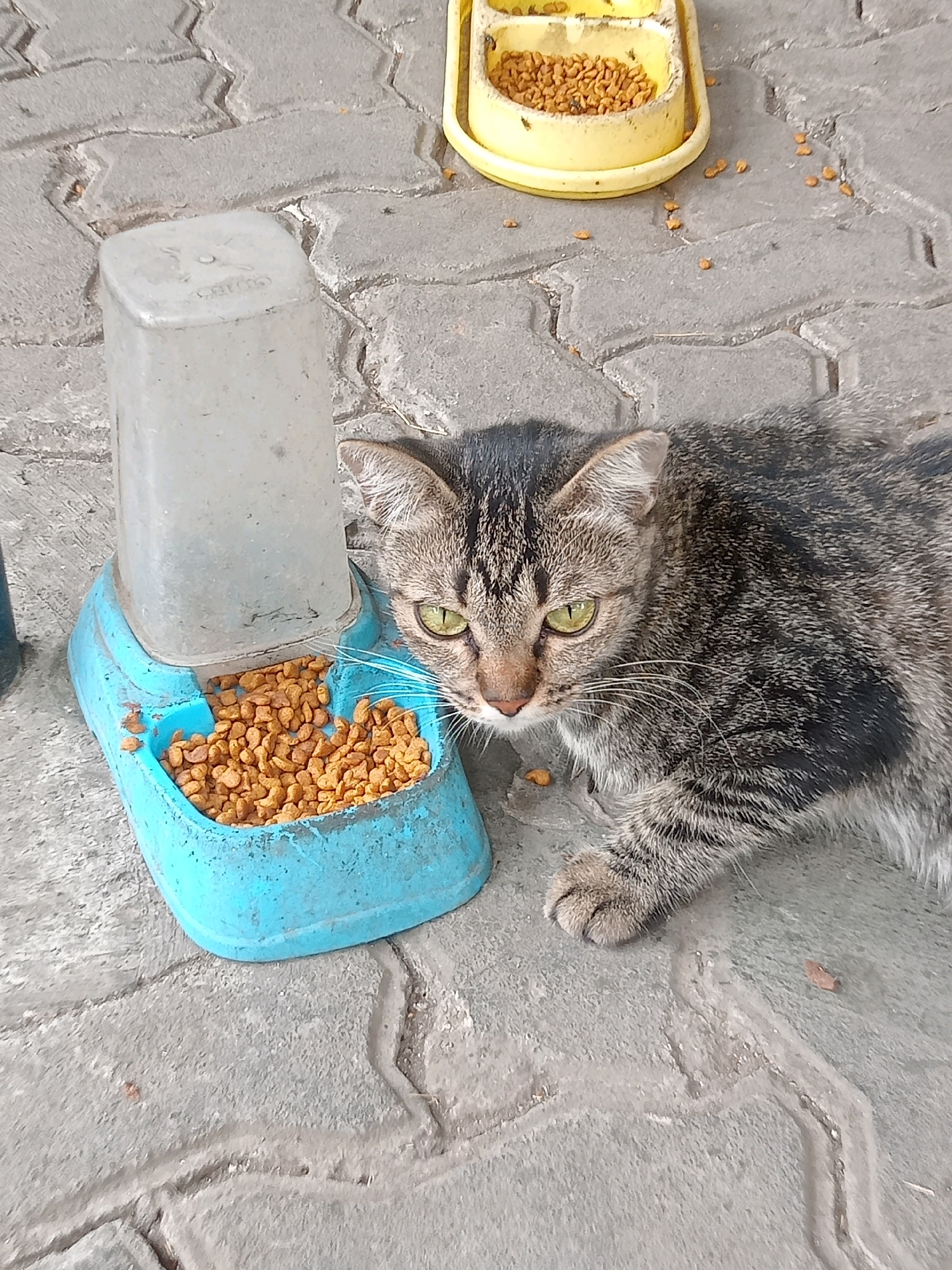A tabby cat with green eyes is lying on a patterned concrete surface next to a blue plastic cat food dispenser that is partially filled with kibble. In the background, a yellow plastic food bowl also contains kibble. The scene appears to be outdoors, possibly in an urban setting. Based on the visual cues, such as the type of paving stones and the general appearance of the environment, this scene could be located in the city of Bekasi, Indonesia.