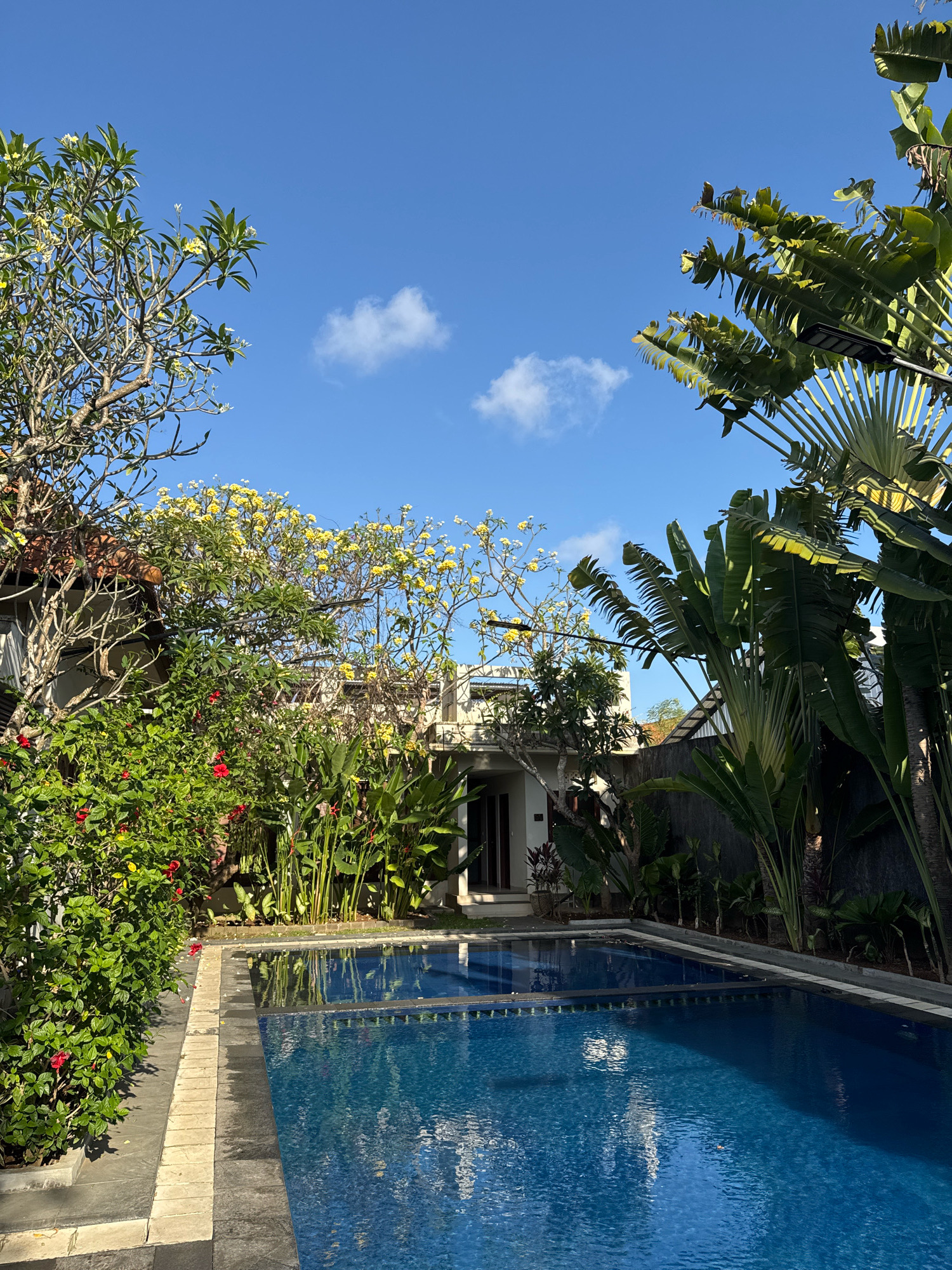 An outdoor swimming pool is situated in a lush garden setting, likely in Denpasar, Indonesia, as indicated by the tropical foliage and architectural style. The clear blue sky is dotted with a few white clouds.
The pool itself is rectangular and filled with bright blue water, reflecting the sky and surrounding greenery. The pool deck is paved with stone tiles, with a section of lighter colored tiles bordering the water.
To the left of the pool, a dense green bush with vibrant red flowers is in full bloom. Behind this, a tree with delicate yellow flowers is visible, its branches reaching towards the sky. Further back, a portion of a building with a terracotta tiled roof can be seen, hinting at a residential or hospitality setting.
On the right side of the image, tall, fan-like leaves of tropical plants, possibly traveler's palms, dominate the view, casting shadows on the pool. A dark grey wall forms the backdrop to these plants.
The overall impression is one of a tranquil and visually appealing tropical environment, ideal for relaxation. There are no people or animals visible in the scene.