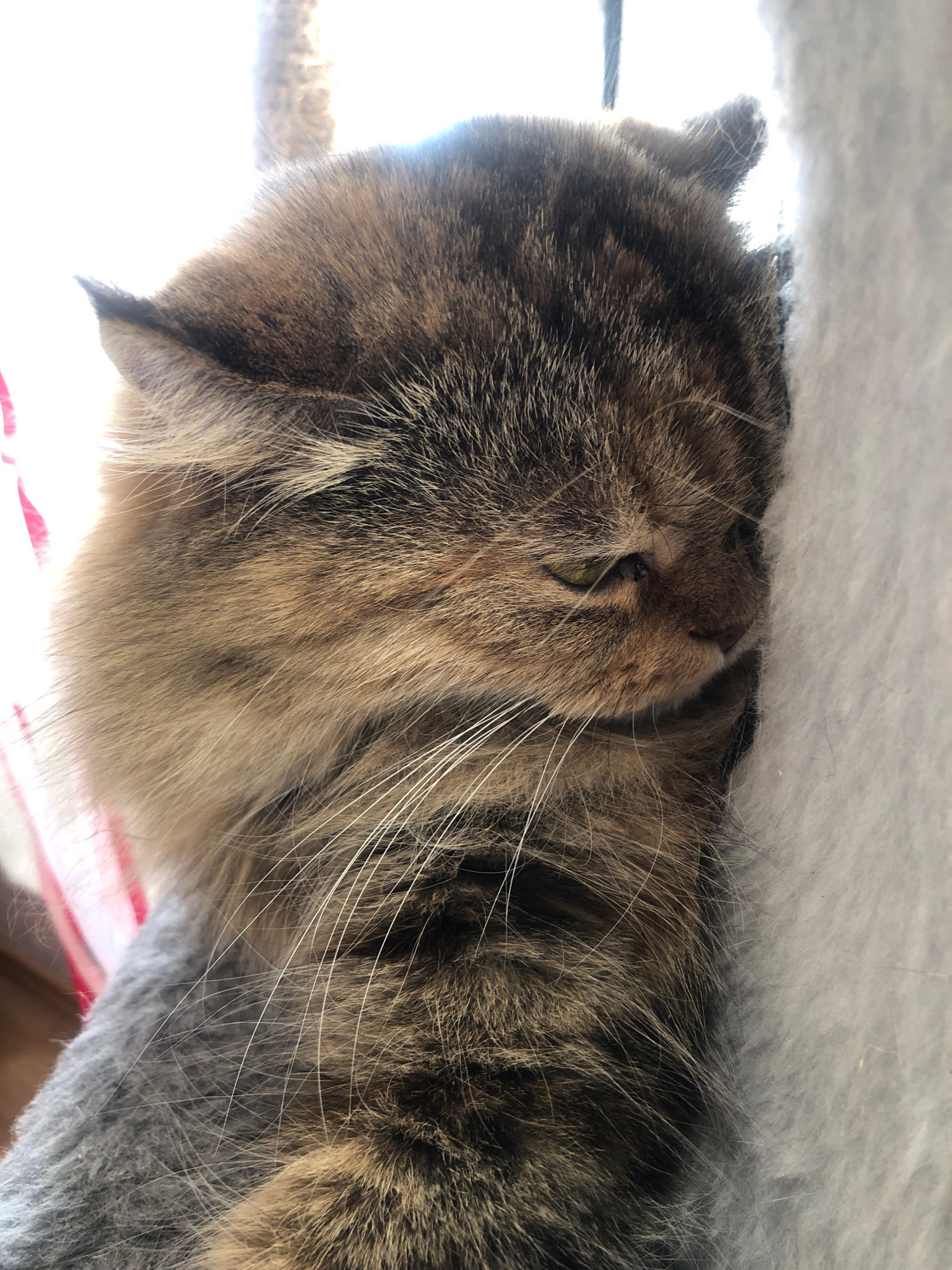 A close-up, vertical shot shows the face and front of a tabby cat sleeping. The cat is on its side, facing right, with its head resting on a white, fuzzy surface. The cat's fur is a mix of brown, black, and tan. Its eyes are closed, and its mouth is slightly open. The background is out of focus and appears to be a window with sheer white curtains.