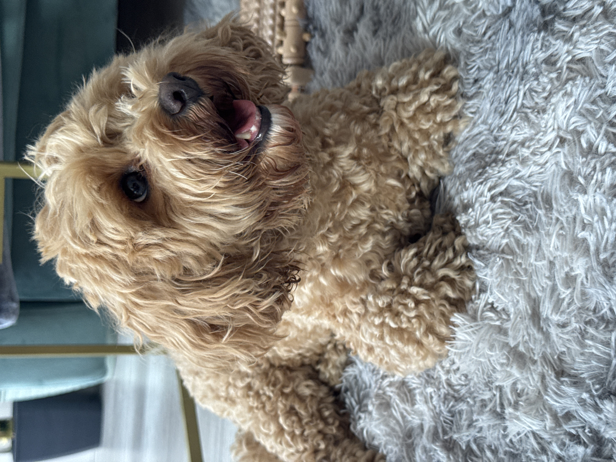An adult, light brown, curly-haired dog is lying on a fluffy gray rug. The dog is facing the right side of the frame, with its mouth open and tongue visible. The background is blurred and shows what appears to be furniture and possibly a window, suggesting an indoor domestic setting. There is no indication of the city of Saratov, Russia, or any other specific location.