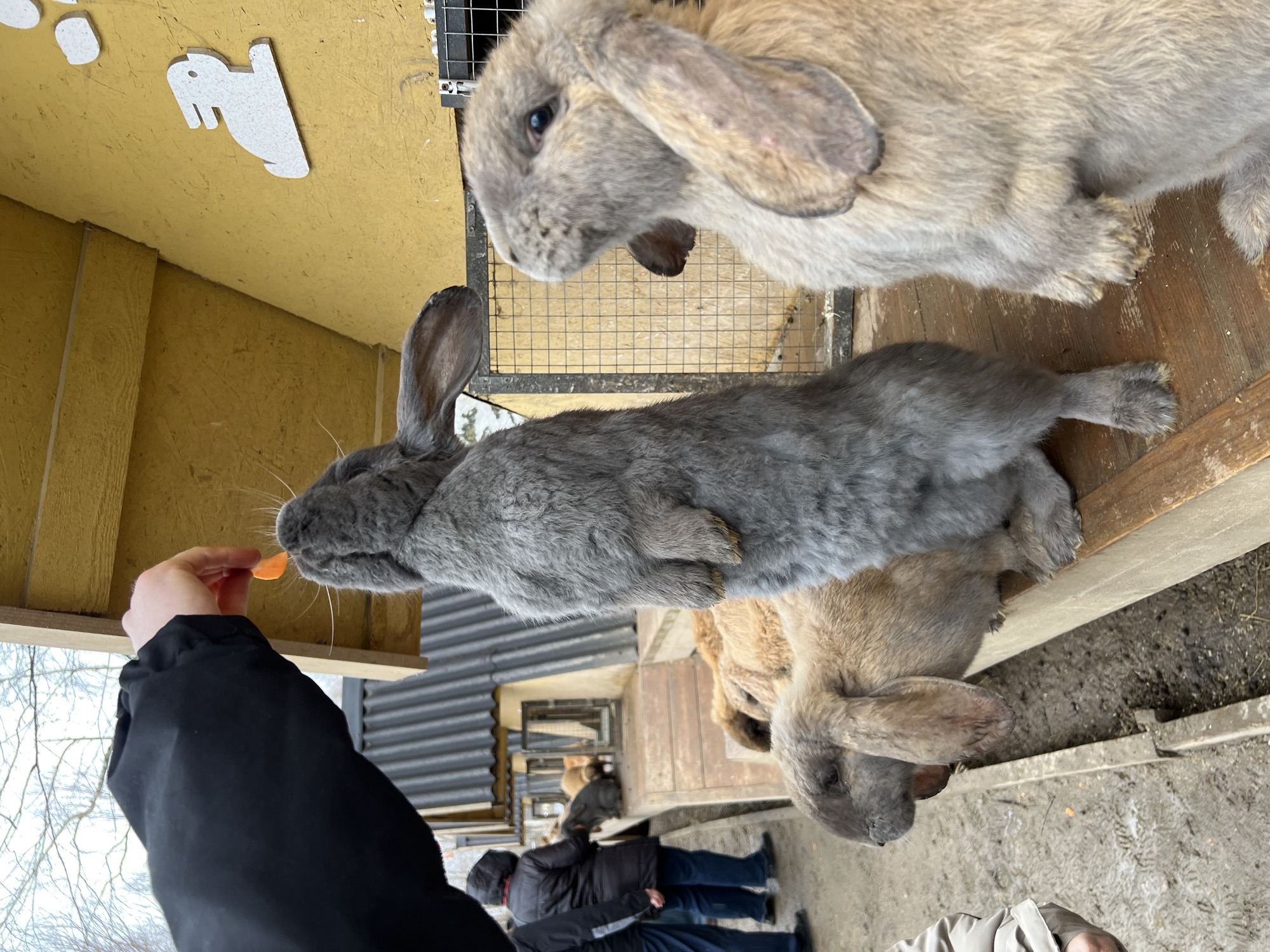 In Nizhniye Vyazovye, Russia, a person in a black jacket holds a carrot to a grey rabbit's mouth, positioned on a wooden platform. Above the grey rabbit, a light brown rabbit sits adjacent to a wire mesh enclosure attached to a yellow wooden structure. Other rabbits are visible in the background, along with additional people. The ground appears to be dirt or gravel.