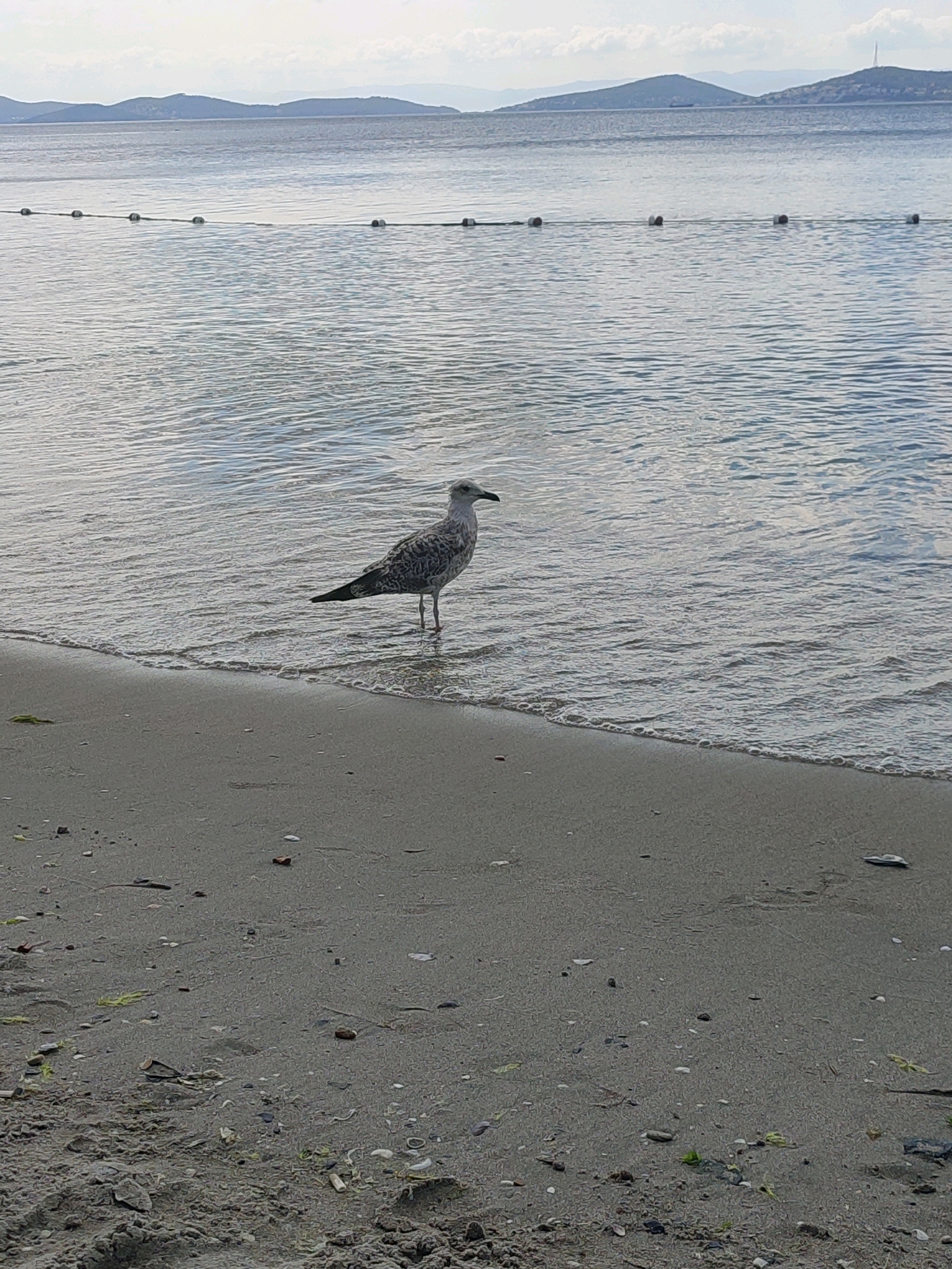 A solitary seagull stands at the water's edge on a sandy beach. The seagull is facing right, with its beak slightly open. It is mottled gray and white with black markings on its wings. The water is calm and reflects the overcast sky. In the distance, a line of buoys marks a boundary in the sea. Hills and landforms are visible on the horizon, suggesting a coastal location. The beach itself is covered in sand, small pebbles, and scattered bits of seaweed and shells. The scene appears to be from the coast of Kadıköy, Turkey, likely a public beach area given the presence of buoys.