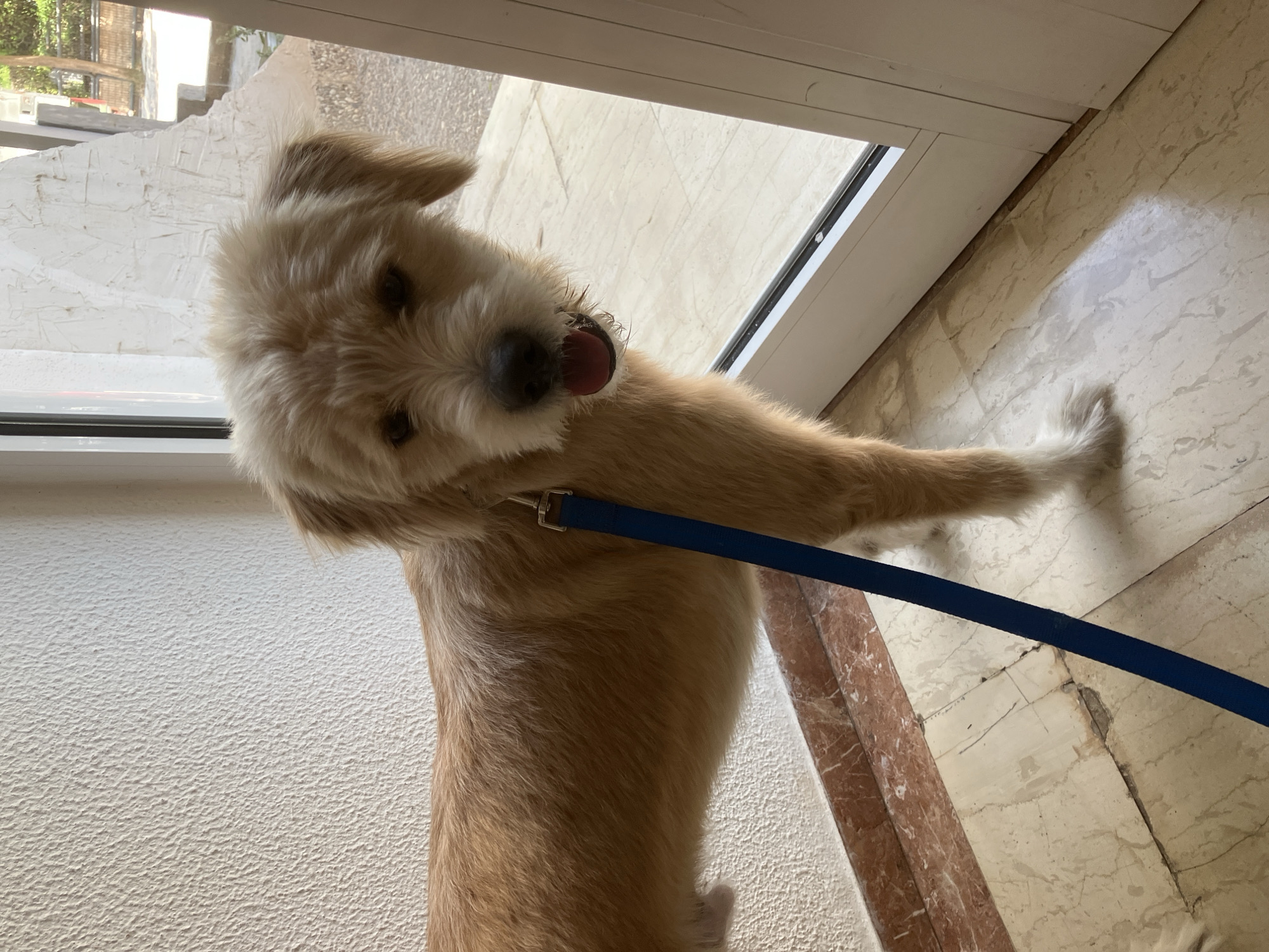 A medium-sized, light brown, shaggy-haired dog with a blue leash attached to its collar stands on a marble tiled floor next to a white sliding glass door. The dog is facing the camera, with its mouth slightly open and its tongue visible. The wall behind the dog is textured and off-white. Sunlight is casting a shadow on the floor to the right of the dog. The background visible through the glass door appears to be an outdoor area with some trees and a street. The image was taken at a location in Paleo Faliro, Greece.