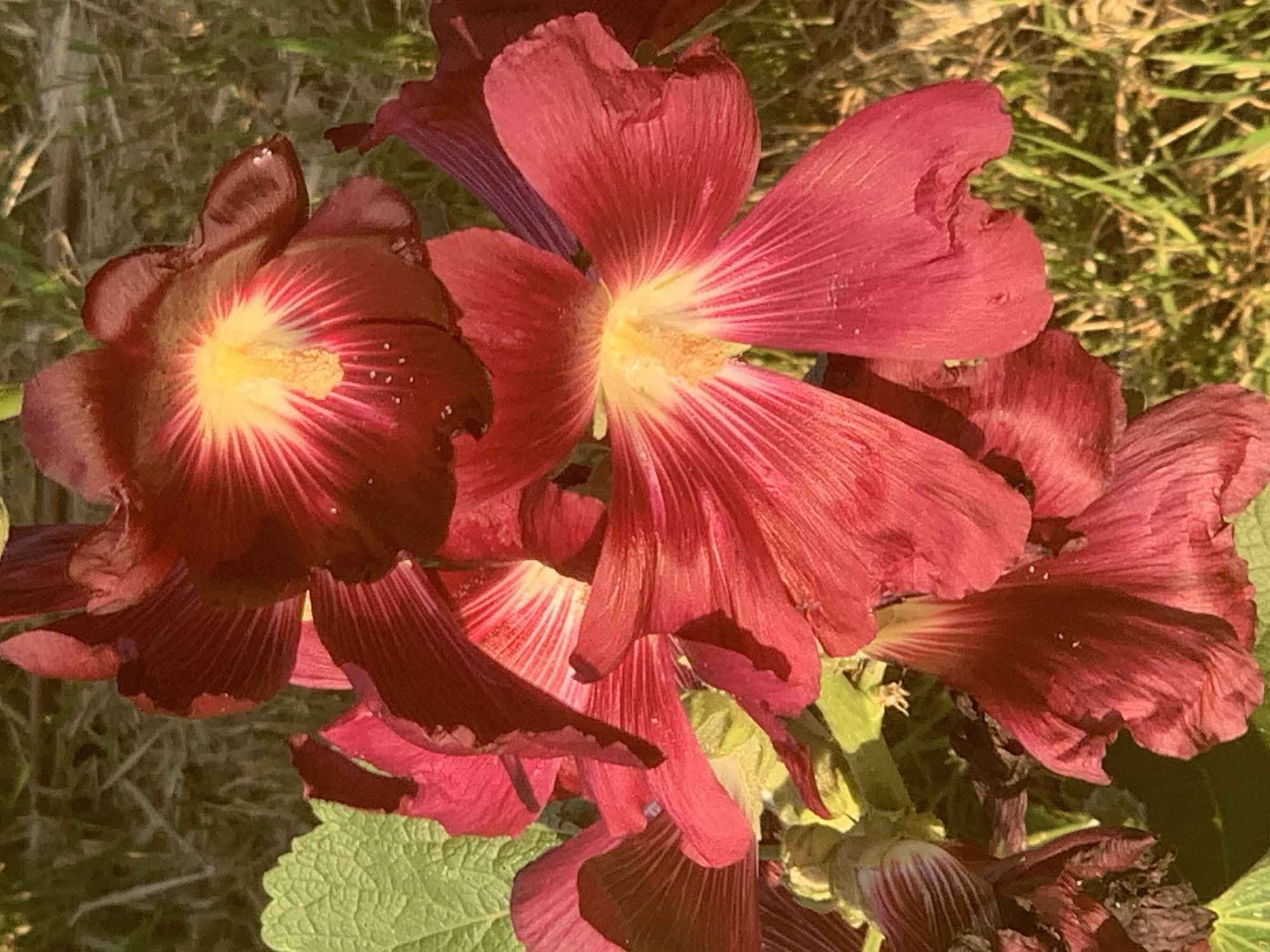 A close-up, overhead shot focuses on a cluster of deep red hollyhock flowers against a blurred background of dry grass. The flowers are in various stages of bloom, with some fully open and others still budding. The petals are velvety with delicate veining radiating from a bright yellow center. Dew drops glisten on the petals of some of the flowers. To the left, a single green leaf with a serrated edge is visible. The lighting suggests a sunny day. The scene is outdoors, with no indication of any urban environment.