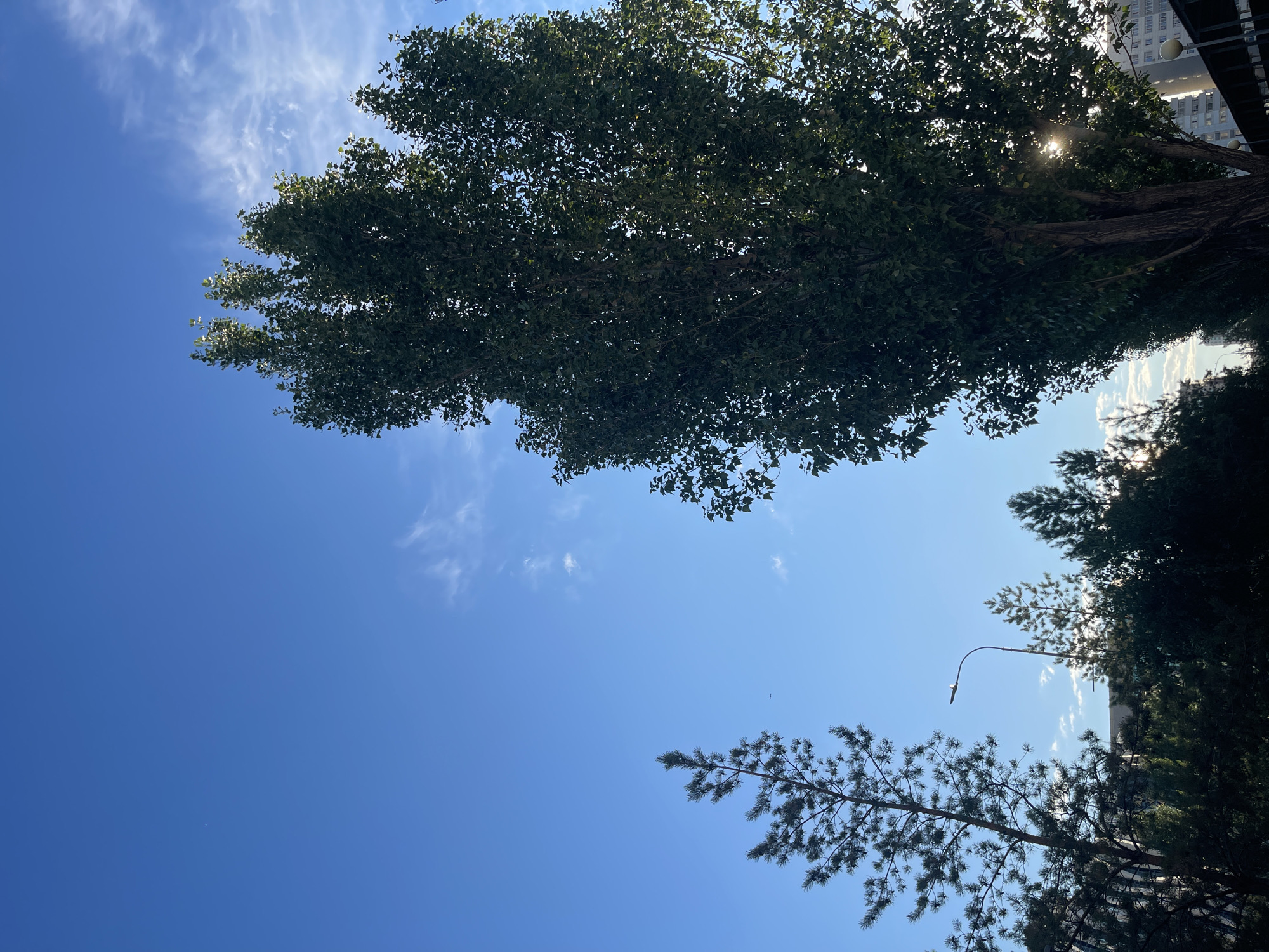The image depicts a clear blue sky with sparse, wispy clouds. A tall, leafy tree dominates the right side of the frame, its dark green foliage backlit by the sun, which creates a lens flare effect. To the left, a thinner, needle-leaved tree stands silhouetted against the sky, with a lamppost visible behind it. In the background, the tops of other trees and the side of a multi-story building are visible. The overall impression is one of an urban landscape on a bright, possibly late afternoon or early morning day. The presence of the building and lamppost suggests an urban environment. Given the mention of Astana, Kazakhstan, this scene could be a street or park within that city. There are no people visible in the image.