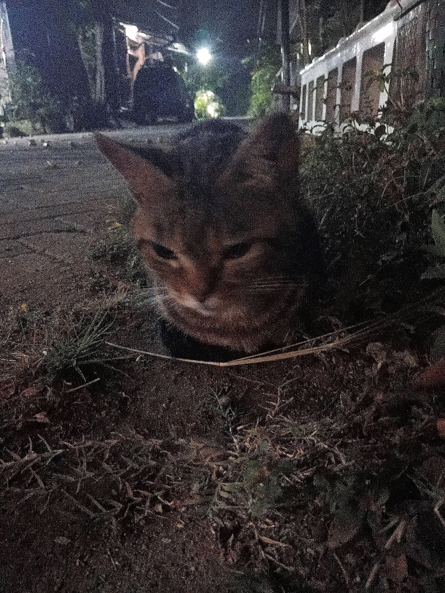 A cat is crouched in the dirt and grass in front of a building in Cikal, Indonesia, at night. The cat is facing the camera with its eyes partially closed. The building behind the cat appears to be abandoned or under construction, with boarded-up windows and overgrown vegetation. Streetlights can be seen in the background, illuminating the scene.