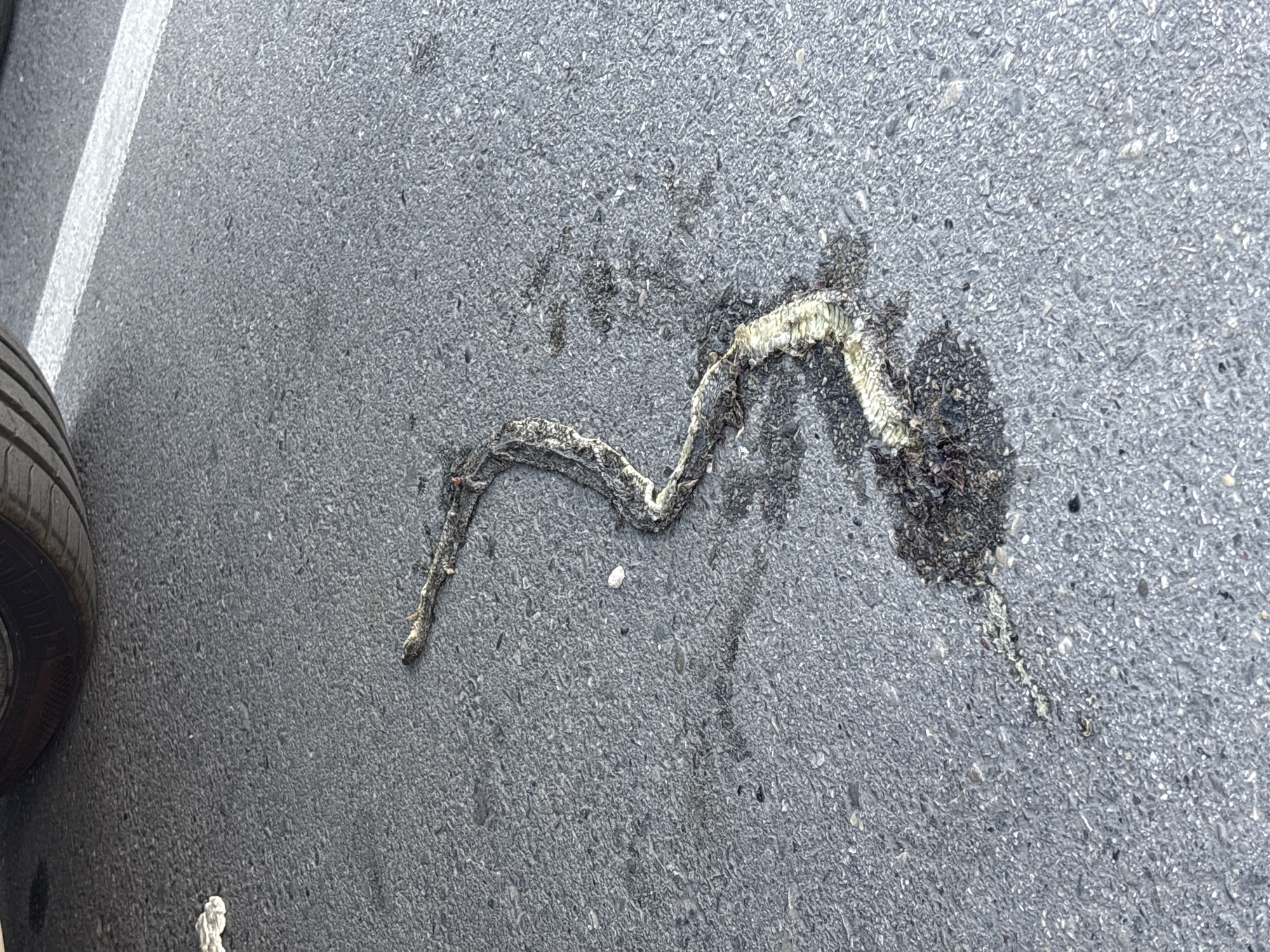 A deceased snake lies flattened on asphalt pavement, likely in the city of Bar, Montenegro. A tire is visible at the left. A parking stripe is visible on the upper left. The snake is in a state of decomposition, with internal materials spread around it.