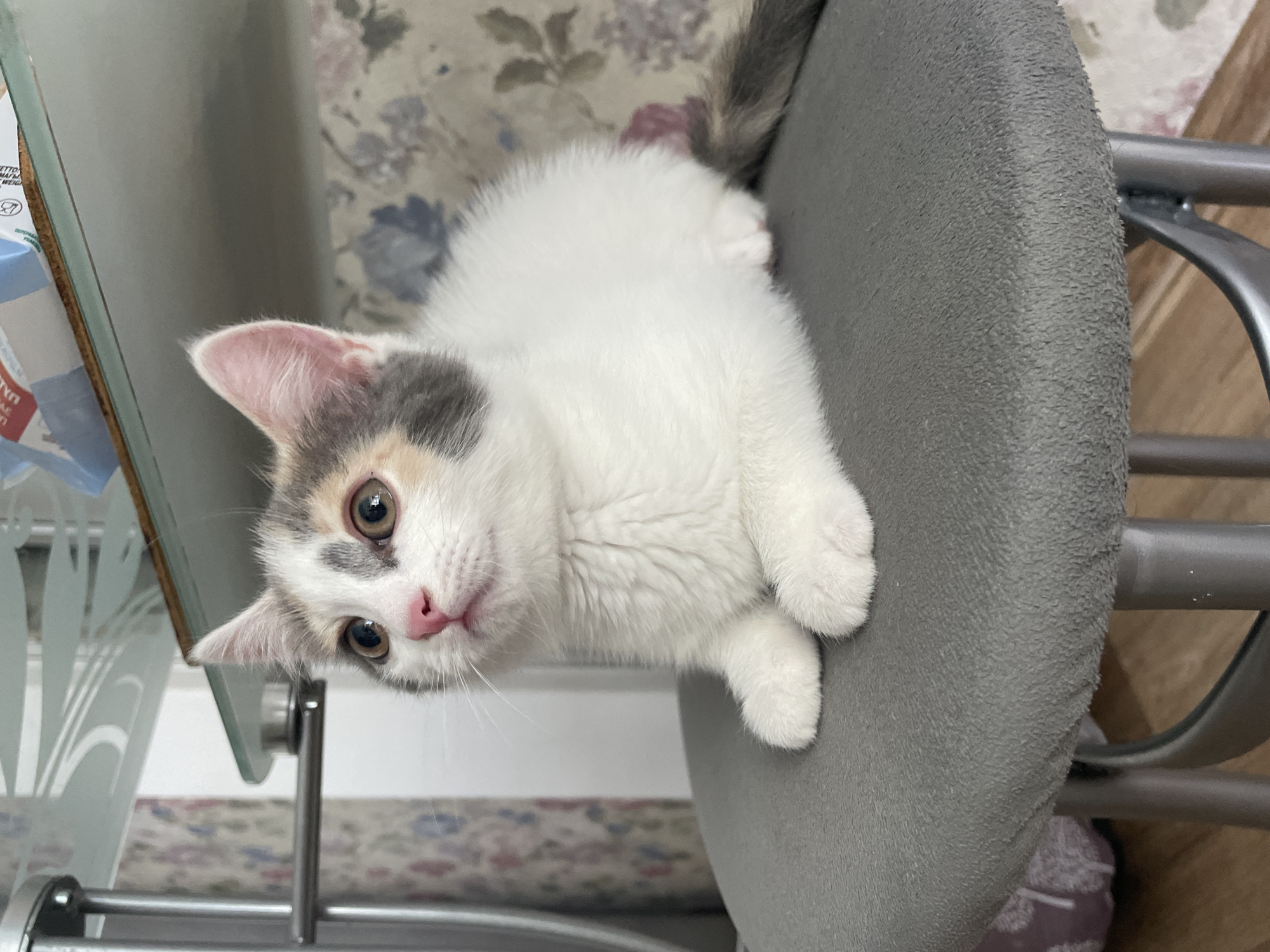 A calico kitten sits attentively on a grey stool. The kitten has white, grey, and orange patches of fur, with large, expressive brown eyes. Its pink nose and ears are prominent features. The stool has a metal frame and is covered in a grey, textured fabric. In the background, a floral wallpaper is visible, and a glass shelf with some items on it can be seen above the kitten. The overall lighting suggests an indoor setting.