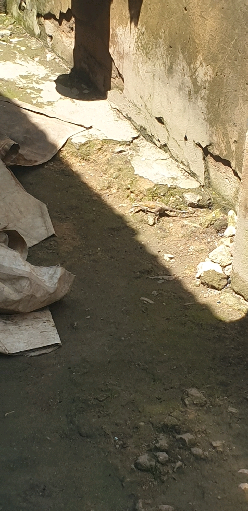 The image shows a section of an outdoor environment in Sabon Tasha, Nigeria, characterized by a dusty ground, some rocky patches, and a wall with shadows cast upon it. In the foreground, there are several pieces of what appear to be light-colored, rough-textured material, possibly discarded sacks or tarpaulin, partially covering the ground. The ground itself is a mix of dirt and sparse green vegetation. A distinct shadow line cuts diagonally across the scene, originating from an unseen object to the left and falling across the ground and a section of the wall. In the middle ground, a small lizard is visible, positioned on the ground just at the edge of the shadow. The wall in the background is rough and textured, showing signs of weathering.