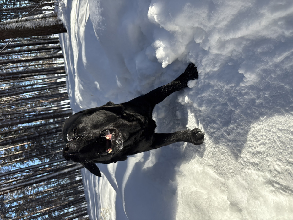 In Chaikovsky, Russia, a black Labrador Retriever-type dog is depicted in a snowy forest environment. The dog stands in deep, undisturbed snow, with its head tilted upwards and mouth wide open, revealing its teeth and tongue, which appear to have snow or ice adhering to them. Snow is also visible on its muzzle and whiskers. One of the dog's ears is partially visible, folded back. Its front legs are partially submerged in the snow. The background features a dense concentration of slender, bare trees, lightly coated with snow or frost, beneath a clear blue sky. Bright sunlight illuminates the scene, creating distinct shadows on the snow. A snow-covered path or track is visible curving through the forest in the mid-ground to the right of the dog. The overall scene is indicative of a sunny winter day.
