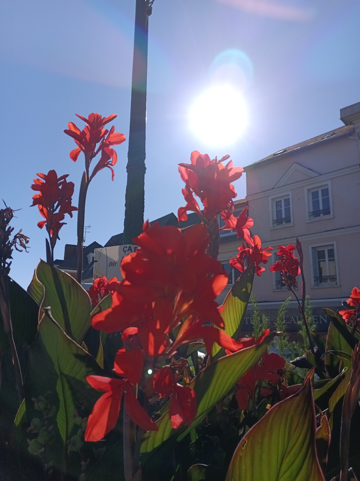 In Le Neubourg, France, a low-angle shot captures a cluster of vibrant red Canna lilies in full bloom against a clear blue sky. The sun, high in the sky, creates a bright lens flare, casting a rainbow-like effect. Behind the flowers, a tall, dark lamppost stands prominently, with a building featuring arched windows and light-colored facades visible in the background. A sign with French text is partially obscured by the foliage. The image depicts a sunny day in an urban setting, highlighting the natural beauty of the flowers amidst the architecture.