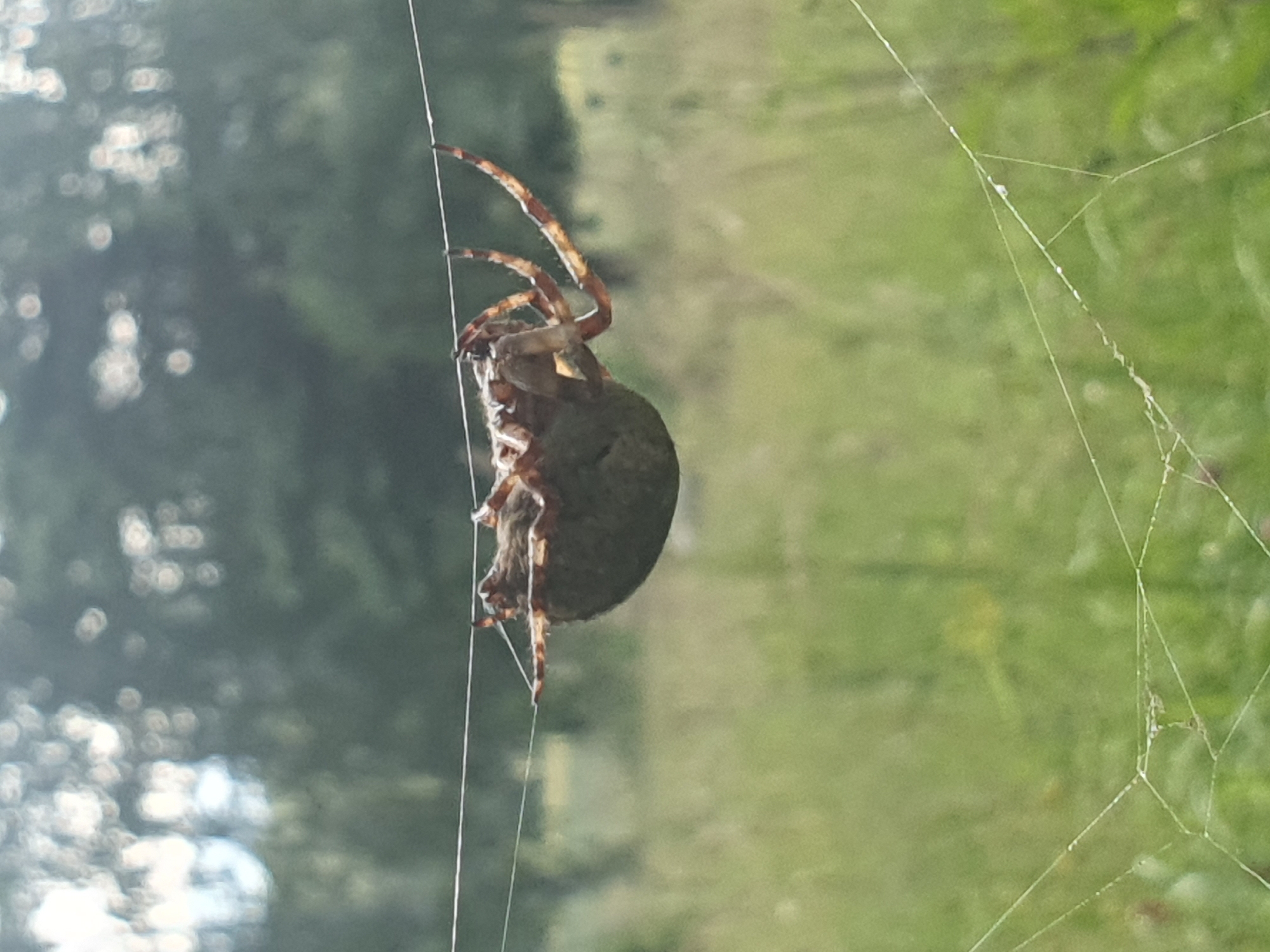 A spider with a large, bulbous abdomen is suspended upside down on a thin strand of silk, likely a part of its web. Its legs are extended, gripping the silk. The spider's body is mottled brown and gray, and its legs are segmented and hairy. The background is blurred, suggesting a natural outdoor environment with greenery and trees. The lighting is bright, indicating it is daytime. The image appears to have been taken at eye level with the spider.