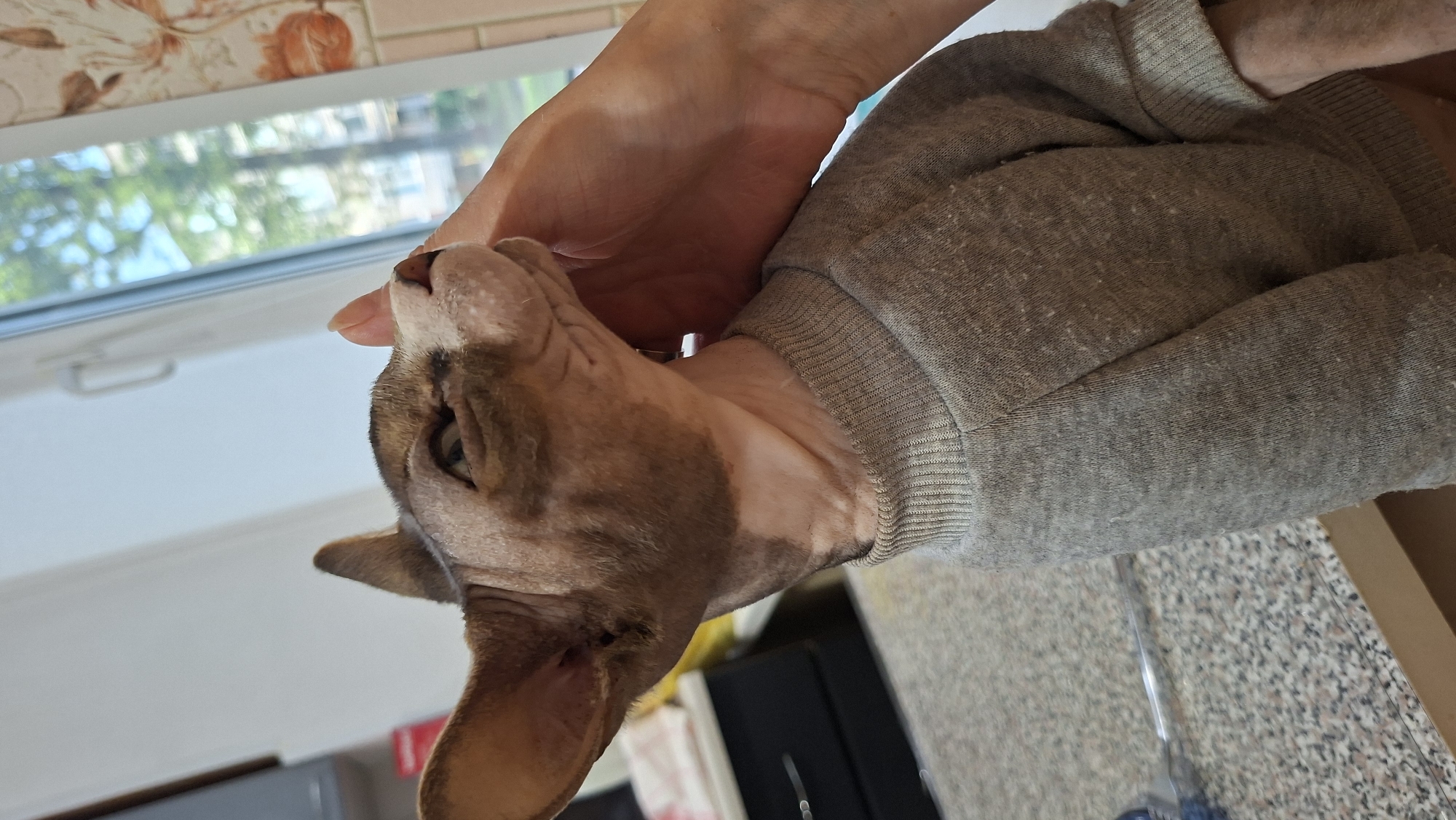 A Sphinx cat wearing a grey sweater is being petted on the head by a person's hand. The cat's eyes are closed, and it appears to be enjoying the interaction. The background shows a kitchen counter and a window with trees visible outside. The scene is likely indoors, possibly in a home located in Myadzyel, Belarus, given the context of the request.