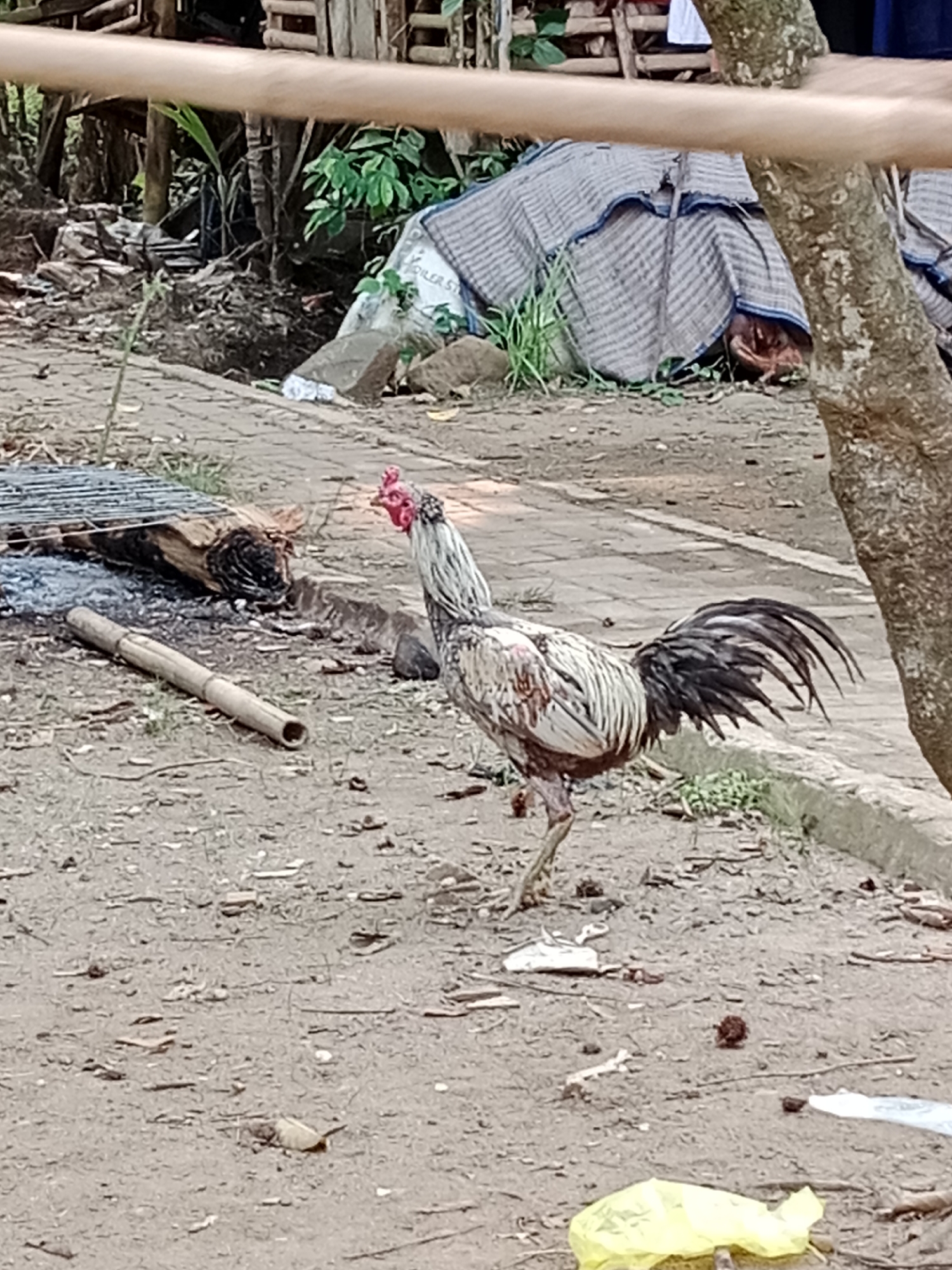 A rooster stands on a dirt path in front of a concrete curb in Parage, Indonesia. The rooster is a mix of white, black, and red feathers. Behind the rooster, a bamboo pole lies on the ground next to a burnt log and some metal debris. In the background, a wooden structure with a blue and white striped tarp is visible, along with some greenery and more debris. The overall scene appears to be an outdoor area with a mix of natural and man-made elements.