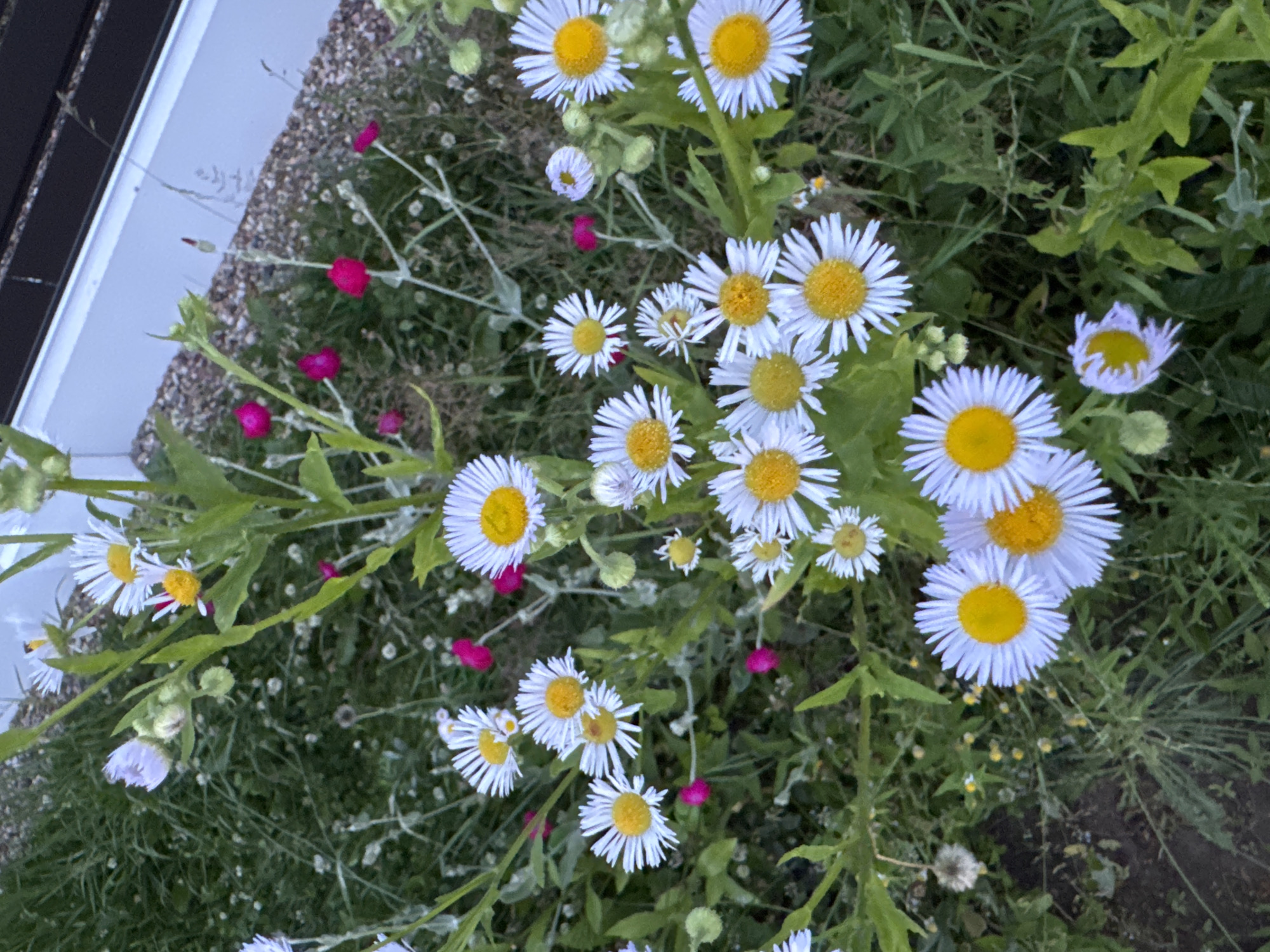 The image shows a close-up view of a patch of wild daisies and pink flowers growing in a natural setting, likely a garden or roadside verge. The daisies are white with yellow centers, and the pink flowers are small and tubular. They are surrounded by green foliage and grass, with a hint of a gravel path and a white structure in the background. The scene is outdoors, with natural lighting, suggesting a daytime photograph. The location is specified as Бараўлянскі сельскі Савет, Belarus. There are no people or animals visible in the image.