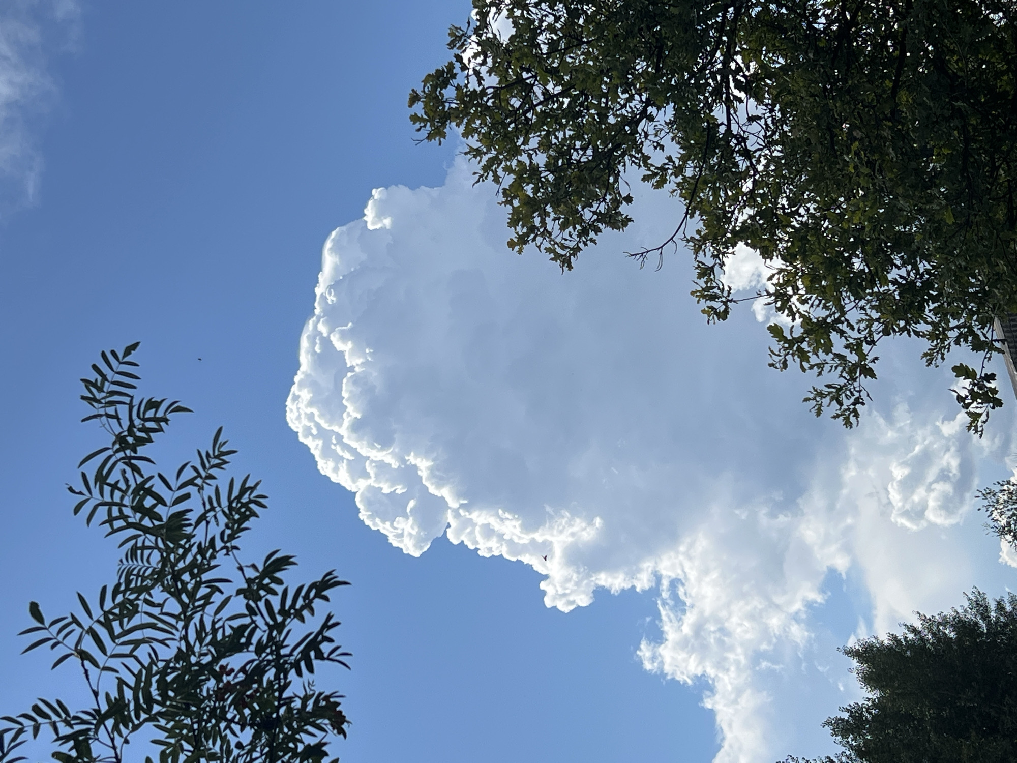 The image captures a bright, sunny day with a clear blue sky dominating the scene. A large, fluffy white cumulus cloud is centrally located, its edges sharply defined against the blue. The cloud has a textured, voluminous appearance, suggesting significant vertical development.
Framing the sky are the dark green, leafy branches of two trees. In the upper left quadrant, a cluster of leaves from one tree hangs down, partially obscuring the sky. In the right quadrant, a large section of another tree's foliage is visible, its branches reaching into the frame. The leaves of this tree are a deeper green and appear to be from an oak tree.
At the very bottom of the image, a sliver of a grey, textured structure, possibly a building or a roofline, is visible. The lighting indicates the sun is high in the sky, casting bright light on the cloud and illuminating the leaves of the trees. The overall impression is one of a serene outdoor scene, likely in a park or natural setting within the city of Mochishche, Russia, as no specific urban elements beyond the minimal building structure are identifiable. There are no people or animals visible in the frame.