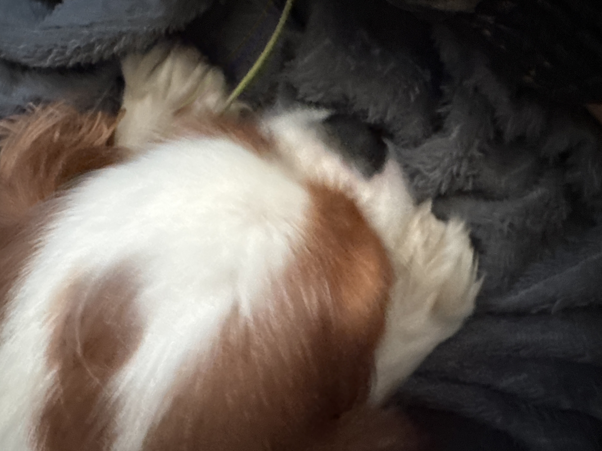 The image is a close-up, angled shot of a Cavalier King Charles Spaniel's head and a dark gray blanket. The dog's fur is a mix of white and reddish-brown markings, with the white fur covering the forehead and muzzle, and the brown fur on the sides of its face. The dog's eyes are not visible as its head is resting down, partially obscured by fur. The blanket is textured and appears to be a soft fabric, possibly a throw or bedding, on which the dog is lying. There is a thin, light yellow object, possibly a cord or thread, running horizontally across the top right portion of the image, partially visible against the dog's fur and the blanket. The lighting is dim, suggesting an indoor environment. The scene is static, with the dog appearing to be asleep or resting. There are no people or other objects of note in the frame.