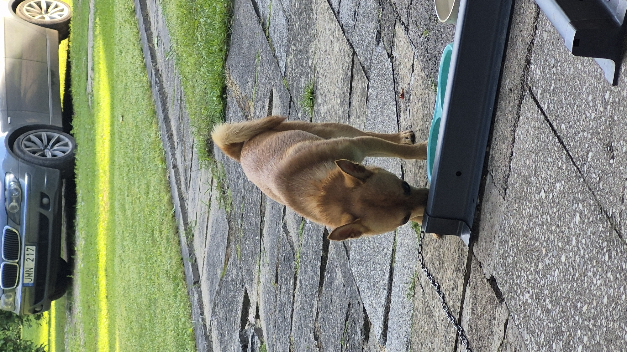 This is a vertical, eye-level, full-shot media file depicting a dog drinking from a teal bowl attached to a dark gray stand. The dog is medium-sized with light brown fur and a bushy tail curled over its back. It is positioned on a stone patio, with its head lowered into the bowl. The dog's ears are perked forward, and its eyes are not visible. A thin black chain is attached to the stand and trails down towards the lower left of the frame.
Behind the dog, to the left, is a patch of vibrant green grass, illuminated by bright sunlight, suggesting it is daytime with clear weather. In the background, a dark gray car is partially visible, parked on the grass. The license plate of the car reads "JMN 217". The overall setting appears to be an outdoor residential area, possibly a backyard or driveway, in Švenčionys, Lithuania. The lighting suggests the sun is at an angle, casting shadows and highlighting the textures of the stone patio and the dog's fur. There are no people visible in the frame.