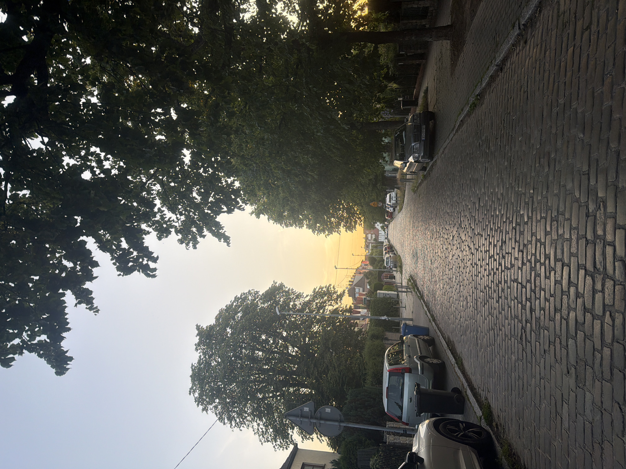 A view down a cobblestone street lined with trees and parked cars at sunset. The sky is clear and a soft yellow hue from the setting sun. On the left side of the street, a silver SUV is parked next to a black trash bin. Further down, a large, leafy tree dominates the left side of the frame, with houses and more trees visible in the distance. On the right side of the street, a dark sedan is parked, its license plate partially visible. The street is quiet, with no people or activity evident. The scene suggests a residential area within the city of Szczecin, Poland, likely in a neighborhood characterized by older architecture and mature trees.