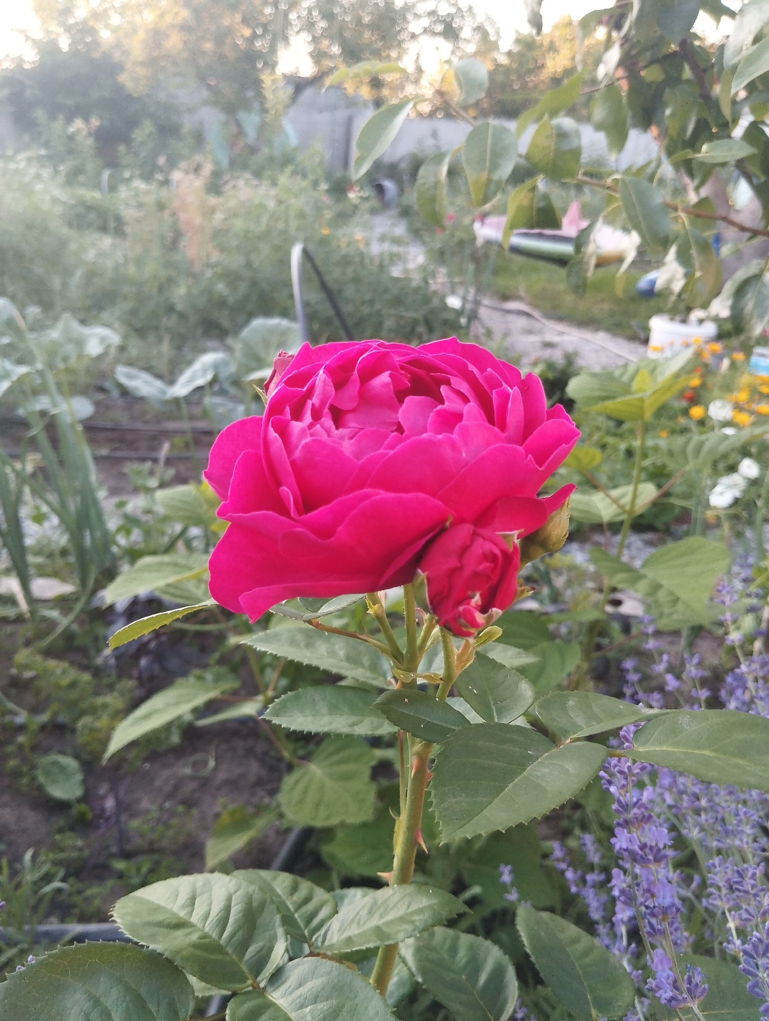 A close-up, vertical, eye-level shot shows a vibrant pink rose in bloom, with a smaller bud emerging below it. The rose is the central focus, with its petals unfurled and showing deep pink hues. The plant's stem is green and thorny, with serrated green leaves visible. In the background, out of focus, is a garden setting. Several rows of what appear to be vegetables or leafy greens are planted in dark soil. To the right of the rose, a patch of lavender with purple flowers is visible. Further in the background, other flowers in yellow and white hues can be seen, along with some greenery and what looks like a fence. The lighting suggests it is daytime, possibly late afternoon with the sun creating a hazy glow in the upper portion of the image. The location is described as a garden in the city of Dnipro, Ukraine. No people are present in the image.