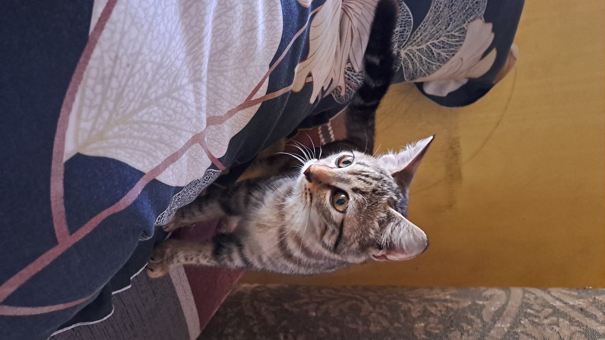 A tabby kitten stands on a patterned surface, its body angled slightly to the right. The kitten's fur is a mix of brown and black stripes, with white fur on its chest and around its muzzle. Its large, round eyes are a golden-brown color and are looking off to the side, giving the impression of alertness or curiosity. The kitten's ears are pointed upwards, and its whiskers are prominent. Behind the kitten, a yellow wall is visible, and to the left and right, there are patterned fabrics, possibly upholstery or bedding. The overall scene suggests a domestic setting. The image was taken indoors.