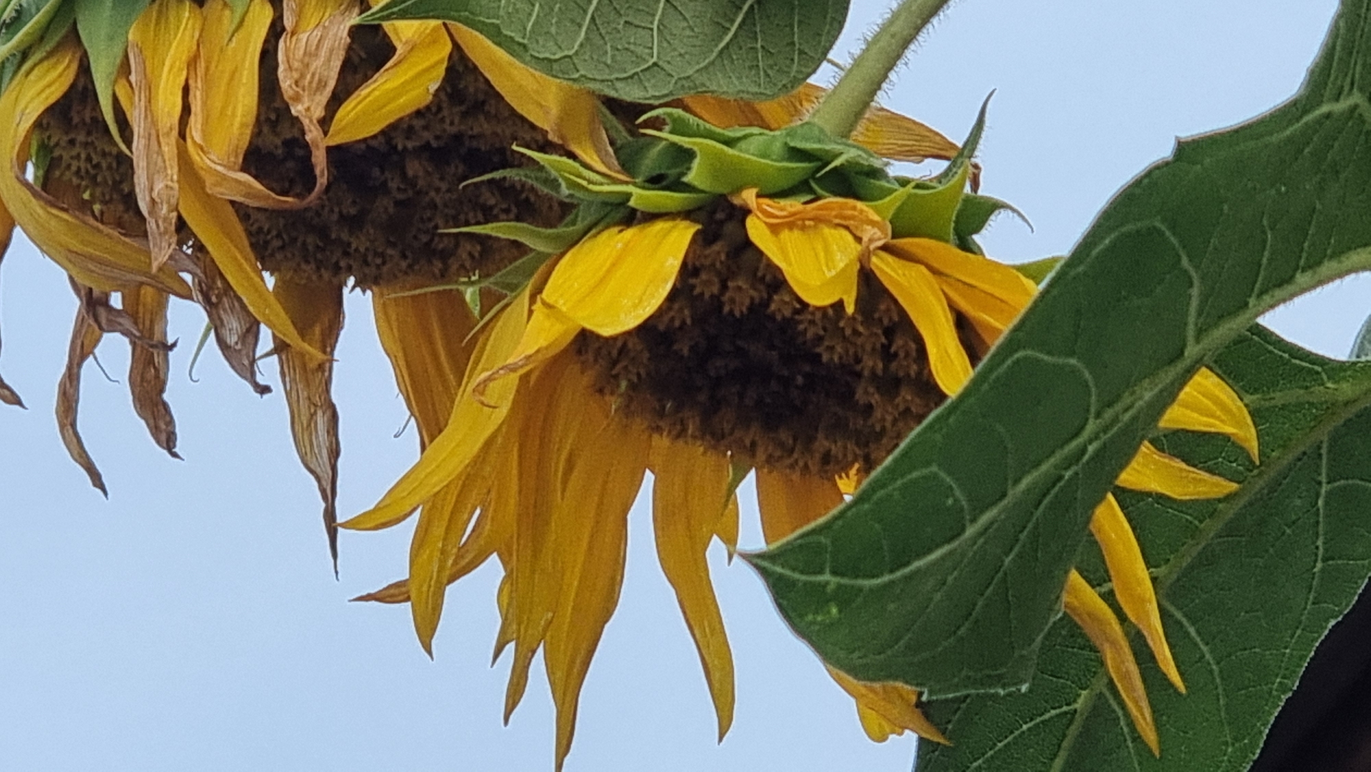 The image is a close-up, vertical, low-angle shot of a sunflower against a pale blue sky. The sunflower is partially dehydrated, with some petals curled and brown. The dark brown center of the flower is visible, as are some green leaves and stem. The focus is on the sunflower, with the background sky providing a clean contrast. The image was taken outdoors, likely in a garden or natural setting. The metadata indicates the image was taken in Sant Joan Les Fonts, Spain.