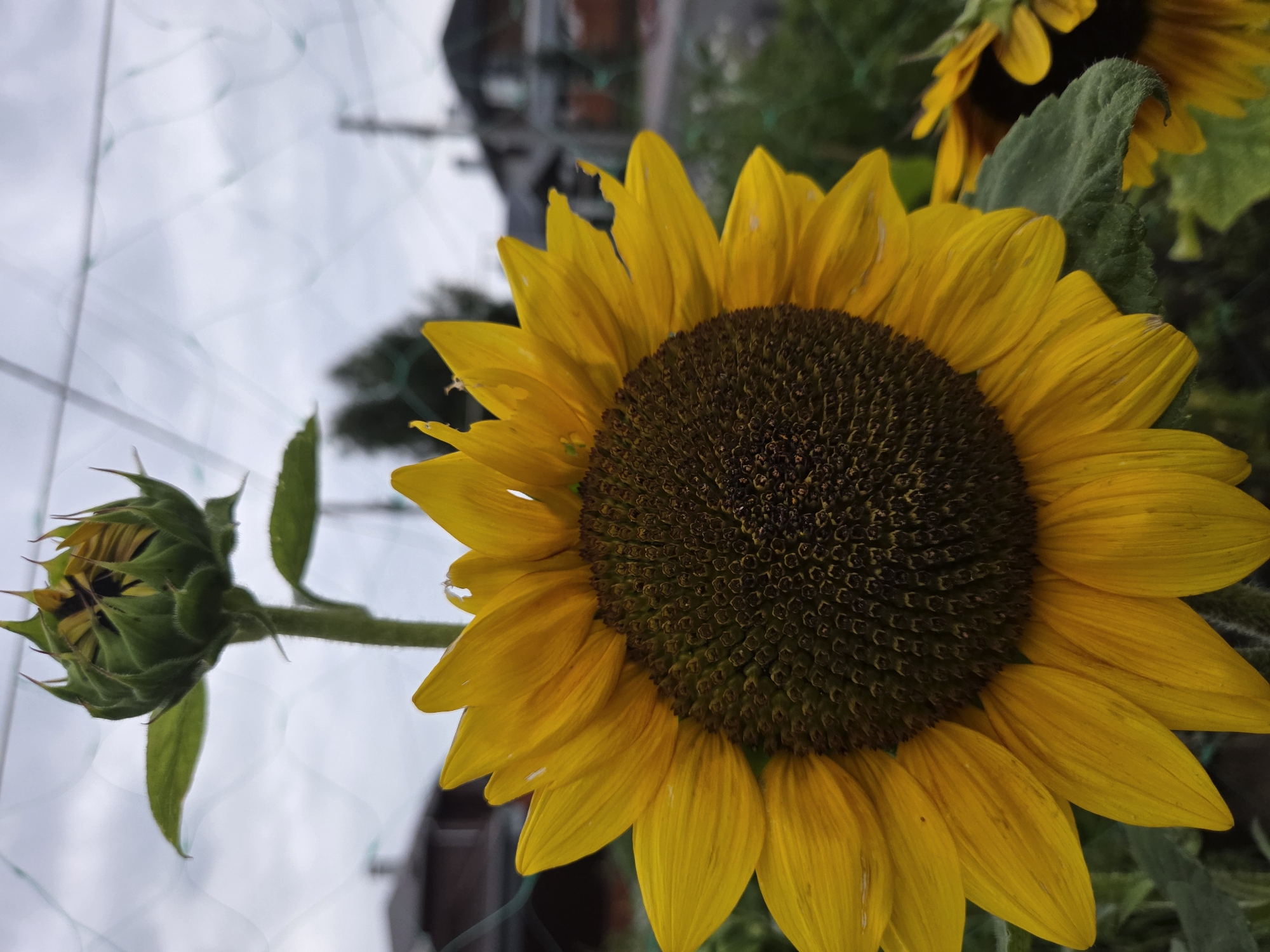 A close-up, eye-level shot features a large, vibrant yellow sunflower in full bloom, dominating the foreground. The sunflower's dark brown, seed-filled center is intricately detailed, surrounded by bright yellow petals, some showing slight tears. To the left and slightly above the main flower, a tightly closed sunflower bud stands on a green stem, its petals peeking through the protective green sepals. A thin green mesh netting is visible in the upper portion of the frame, creating a subtle, out-of-focus background pattern. Beyond the netting, the environment suggests a residential area with blurred houses and trees, hinting at a suburban or urban setting, possibly in Ulyanovsk, Russia, given the overcast sky and architecture. The focus is sharp on the sunflower, with the background progressively softening, creating a shallow depth of field. The lighting is diffused due to the cloudy conditions, casting soft shadows and highlighting the textures of the sunflower.
