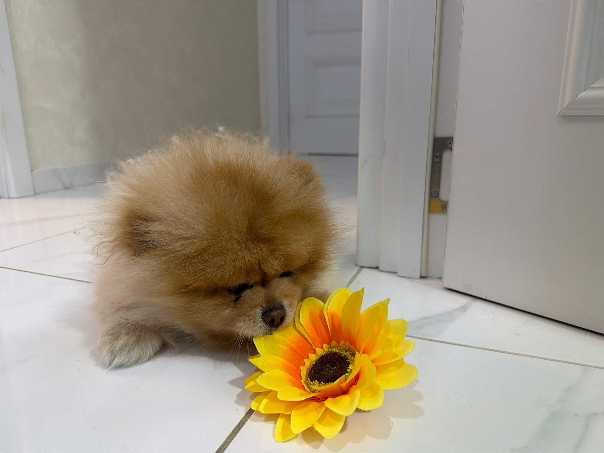 A small, fluffy, tan Pomeranian dog is lying on a white tiled floor, its head bent down towards a bright yellow and orange artificial sunflower. The dog's eyes are closed or looking down, and its nose is close to the flower. To the right of the dog and flower, a white door frame and door are visible, with a metal door hinge attached to the frame. The floor tiles are large and square, with thin gray grout lines. The lighting appears to be artificial, casting soft shadows. The background is a light-colored wall. The scene is indoors, likely in a residential setting, with no specific markers indicating a location in Tbilisi, Georgia.