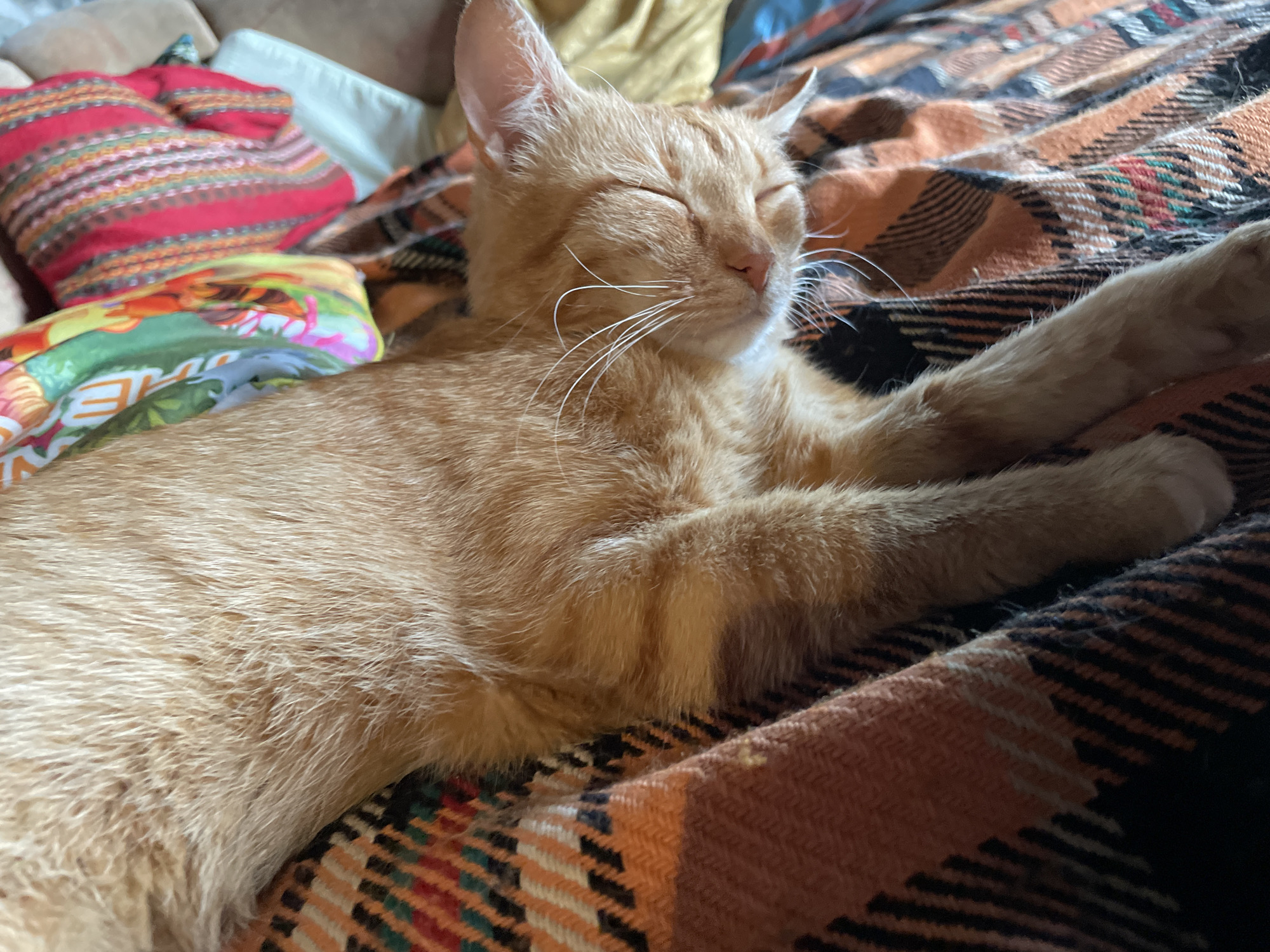 An orange tabby cat is captured resting peacefully on a plaid blanket, extending its front paws. The cat's eyes are closed, indicating sleep or deep relaxation, and its prominent white whiskers and pink nose are clearly visible. The blanket features a woven plaid pattern in dominant shades of orange, brown, and black, with accents of red, green, and cream. Behind the cat, to the left, are several decorative pillows: one is primarily red with horizontal stripes in various warm colors, and another displays a vibrant, abstract design incorporating green, yellow, and pink elements. Further in the background, light-colored upholstered furniture, likely a sofa, is visible, suggesting an indoor domestic setting. This scene is located in the city of Zlatograd, Bulgaria.
