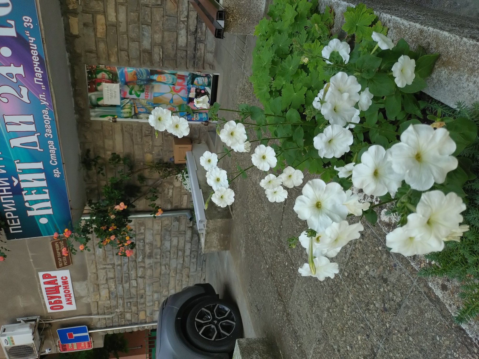 This image shows an outdoor scene in Stara Zagora, Bulgaria. A gray car is parked near a brick building. A sign for "ОБУЩАР АНДОНИС" (Shoemaker Andonis) and another sign with "ПЕРИЛН - КЕЙТ ДИ 24" (Periln - Kate Di 24) along with "гр. Стара Загора, ул. „Парчевич" 39" (Stara Zagora, str. "Parchevich" 39) are visible. White petunias grow in a planter next to a concrete sidewalk. An advertising display featuring cleaning products is set against the brick wall. Roses are growing on the wall near the advertising display.