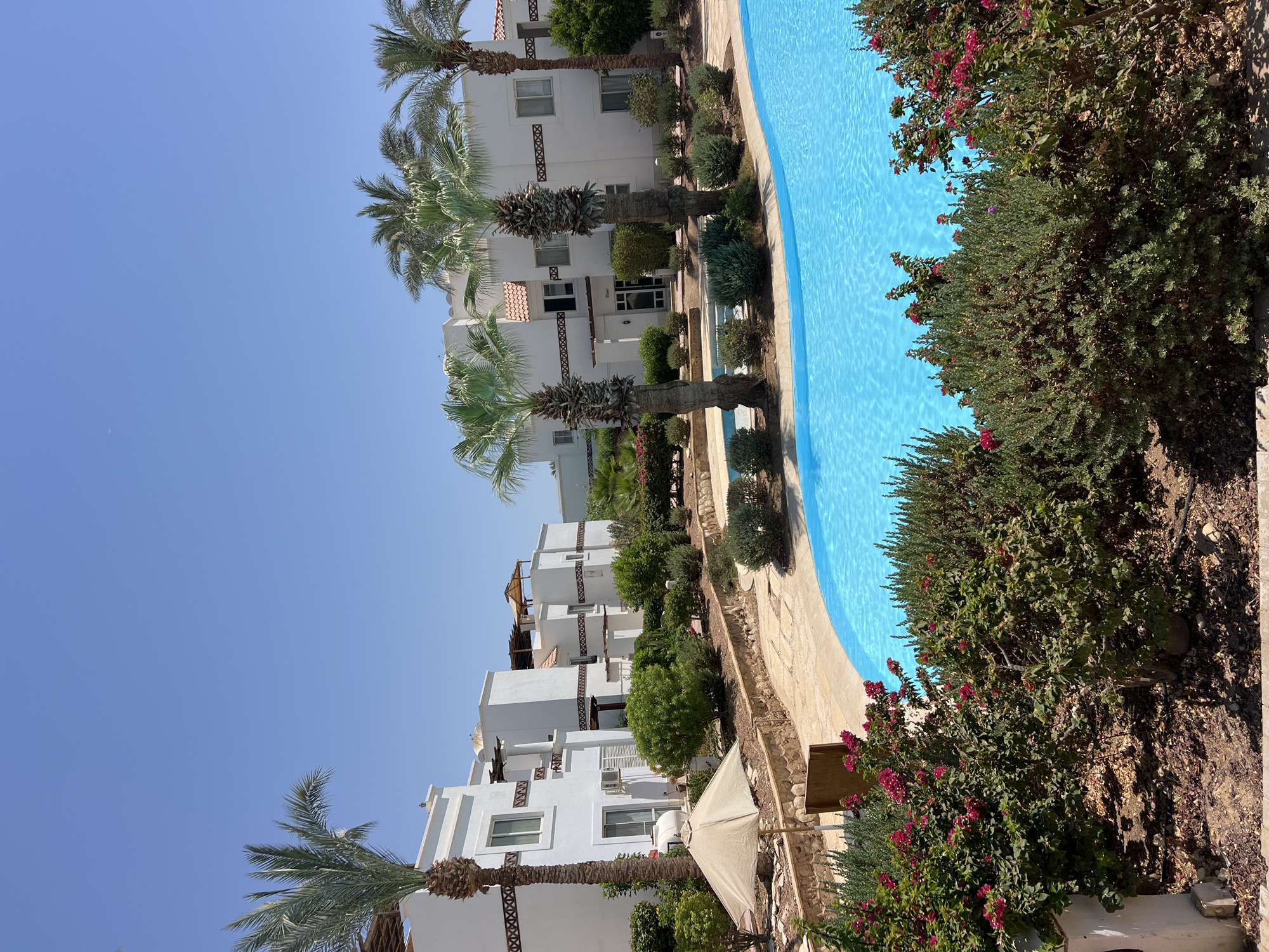 The image captures a vibrant outdoor scene with a bright blue swimming pool taking center stage in the foreground. Lush green bushes and flowering plants with pink blossoms surround the pool, creating a naturalistic border. Beyond the greenery, several white, multi-story buildings with red-tiled roofs are visible, suggesting a resort or residential complex. Palm trees are scattered throughout the landscape, adding to the tropical ambiance. The sky is a clear, unblemished blue, indicating a sunny day. The architecture of the buildings, characterized by clean lines and white facades, is typical of many establishments in Sharm El Sheikh, Egypt, a popular tourist destination known for its resorts and beautiful beaches along the Red Sea. There are no people visible in the image. The scene conveys a sense of tranquility and vacation appeal.