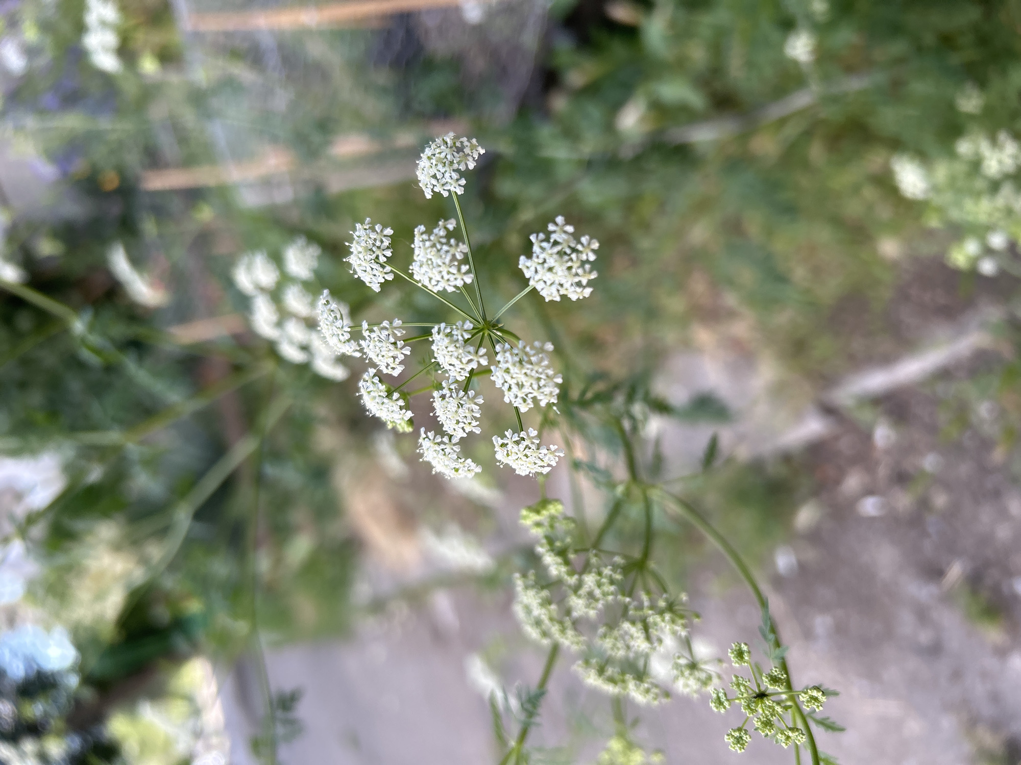 A close-up, shallow depth of field shot focuses on a cluster of small, white flowers with delicate petals. The flowers are arranged in an umbel formation, a characteristic of the Apiaceae family, with individual florets radiating from a central point on thin stems. Some of the flowers are fully bloomed, while others appear to be in bud stage. The background is softly blurred, showing greenery, what appears to be a paved path, and a wooden fence or structure. The overall impression is of a natural, outdoor setting, possibly a garden or park, with the light suggesting daytime. The image was taken in Sofia, Bulgaria.