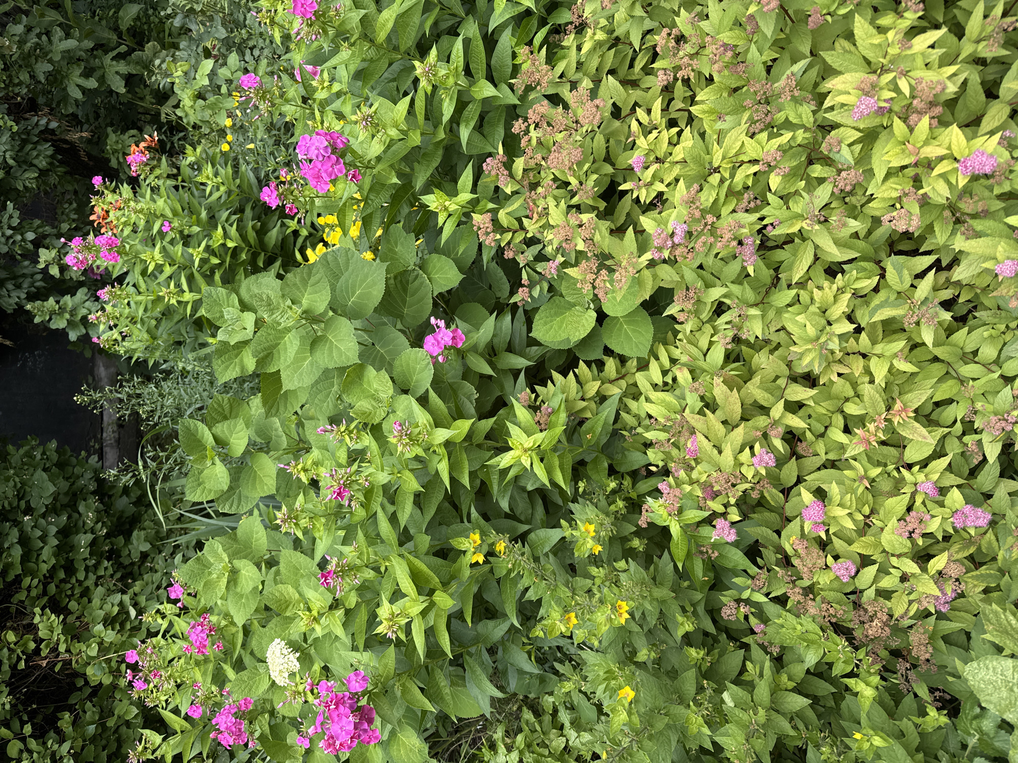 The image displays a dense, verdant garden scene, with a variety of flowering plants and foliage. Dominant are large, lush green leaves and clusters of bright pink flowers, interspersed with smaller yellow blossoms and delicate pink flower clusters. The plants are densely packed, creating a layered effect. The backdrop appears to be a darker, more shadowed area, possibly a wall or denser vegetation. There are no people or animals visible. The scene is static and captures a natural, overgrown aesthetic. The location is identified as a garden in Sovkhoz imeni Lenina, Russia, suggesting an outdoor, possibly suburban or rural setting, given the context of a sovkhoz (state farm). The lighting suggests it is daytime, likely overcast or shaded.
