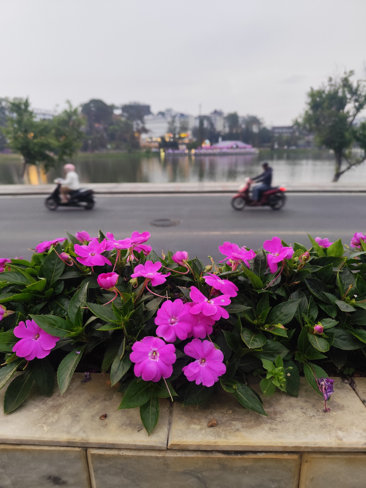 The image presents a vibrant scene set in Da Lat, Vietnam, characterized by a distinct layering of elements from foreground to background. In the immediate foreground, a dense cluster of bright pink/magenta flowers with rich green foliage dominates, planted in a decorative stone planter or wall. The individual flowers are open and numerous, with some buds also visible. The stone barrier displays a light, textured surface.
Behind this floral display, a paved road stretches horizontally across the mid-ground. Two individuals are visible on the road, riding scooters or motorbikes. On the left, a person wearing a light-colored top and a pink helmet is seated on a dark scooter, moving away from the viewer. On the right, another person in darker attire is on a red scooter, also moving away. Both figures and their vehicles are noticeably blurred, indicating motion against the shallow depth of field which keeps the flowers in sharp focus.
Further in the background lies a serene body of water, likely a lake, reflecting the muted light. The far bank of the lake is lined with distant buildings and trees, all appearing softened and out of focus. Some faint lights from these structures suggest the time of day could be late afternoon or early evening. The sky above is overcast and grey, creating a soft, diffused light across the entire landscape. The scene conveys a tranquil urban setting where nature flourishes alongside daily life and transportation. No visible text is present in the image.