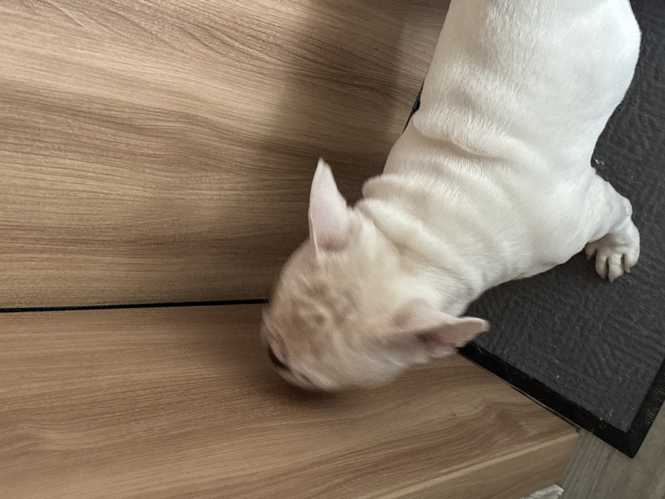 A light-colored dog, appearing to be a French Bulldog or similar breed with short ears and a compact build, is depicted in an indoor environment. The dog's head is pressed firmly against a vertical surface constructed of light brown wood panels exhibiting prominent grain patterns. A dark, thin vertical line, possibly a seam or gap between panels or doors, is visible directly behind the dog's head and neck. The dog's body, primarily white or very pale cream, extends to the right, with its front right paw visible on a dark grey, textured mat. To the left of the mat, a lighter-colored floor surface is partially visible. No human subjects are present. The precise location within the city of Chaikovsky, Russia, cannot be determined from the visual evidence provided.