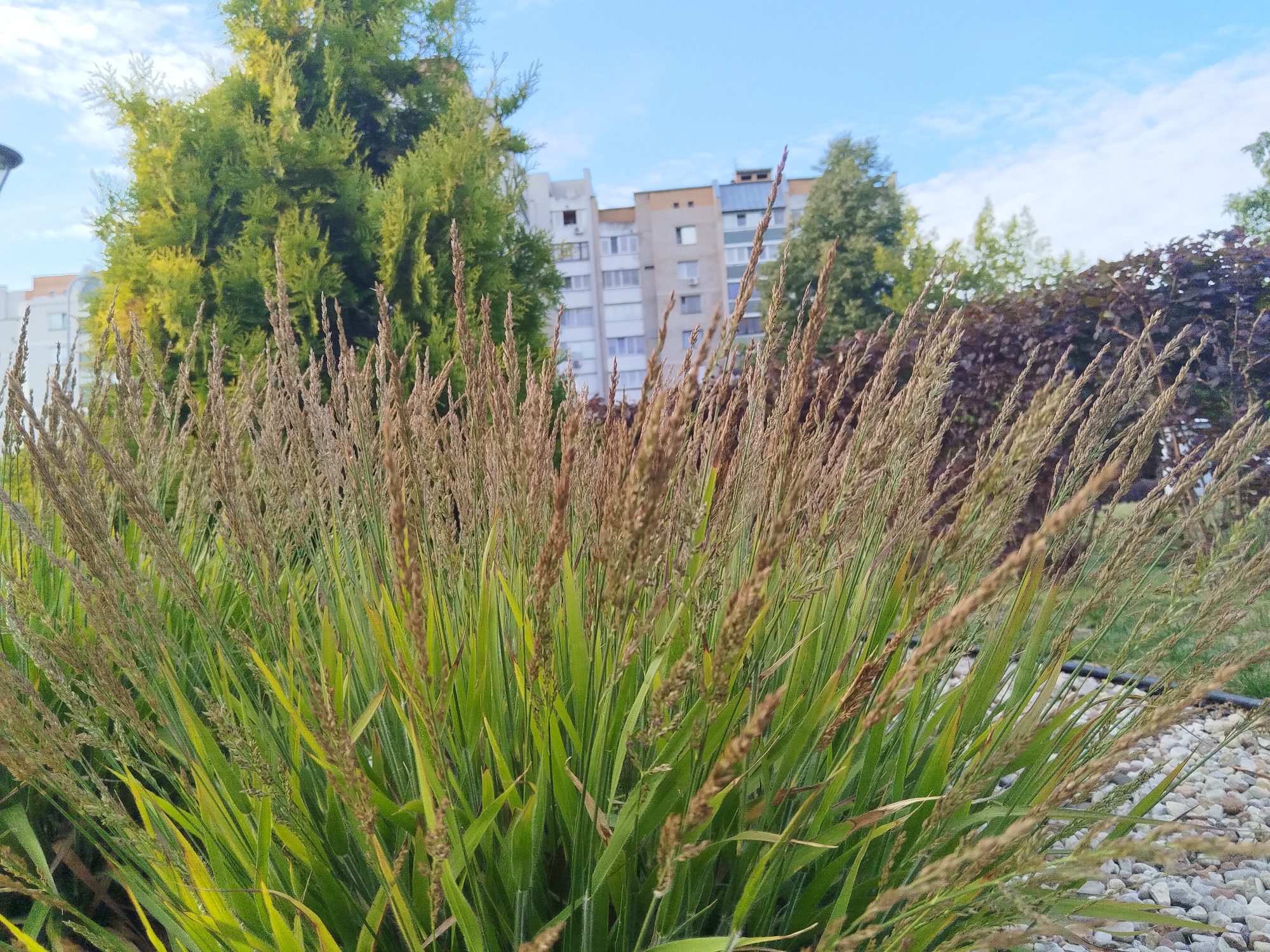 In Brest, Belarus, a cluster of tall, green grass with dried seed heads in shades of tan and brown dominates the foreground of the image. Behind the grass, a multi-story apartment building with a light-colored facade and visible windows stands under a clear blue sky with scattered white clouds. To the left of the building, a tall, dense evergreen tree, likely a thuja, is visible. To the right, a row of dark purple deciduous trees with dense foliage forms a background element. The ground beneath the grass appears to be covered in small, light-colored pebbles. The scene depicts an urban residential area with a focus on landscaping.