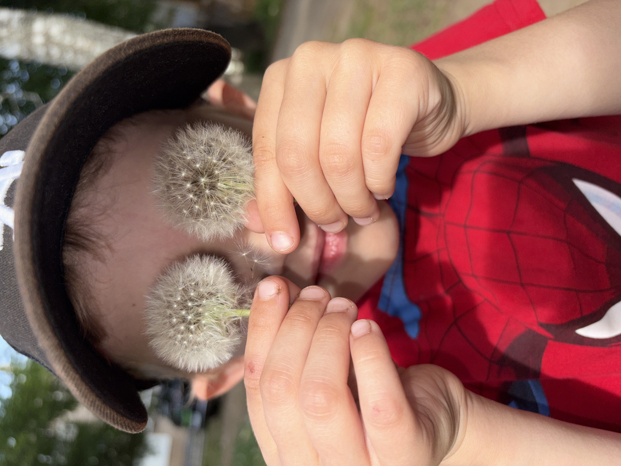 A child, possibly in the city of Chaikovsky, Russia, is lying down wearing a black and brown baseball cap and a red Spider-Man t-shirt. They are holding two dandelions in front of their eyes. The child's hands are visible, and the background appears to be outdoors with some greenery.