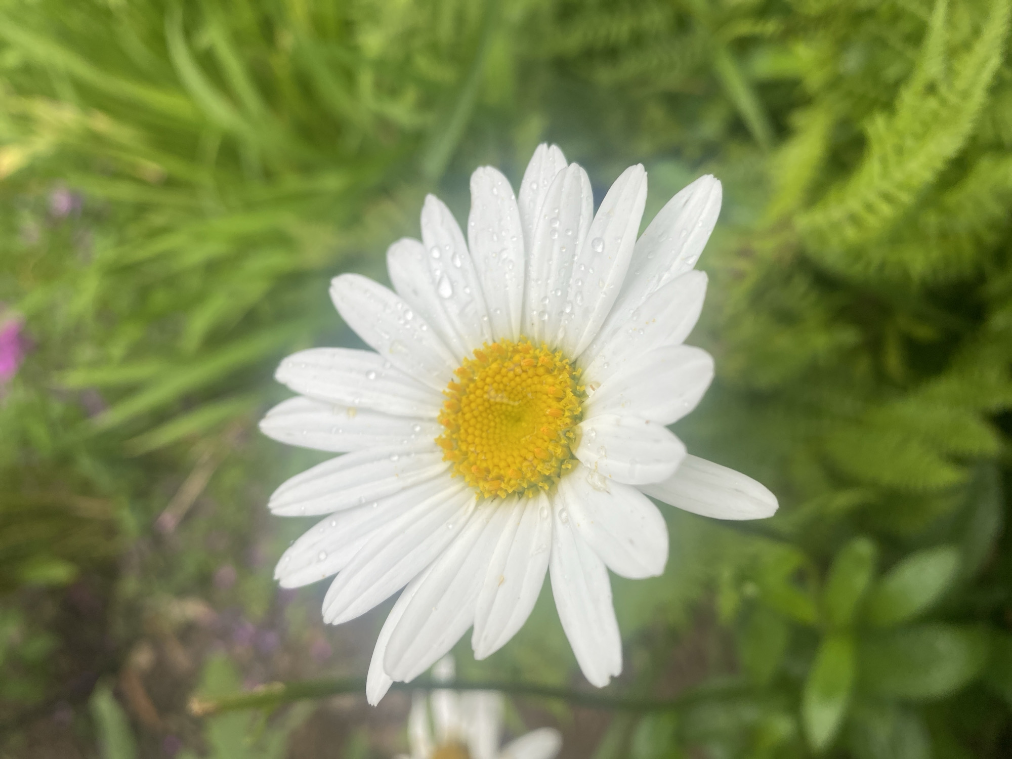 A close-up, eye-level, full shot of a white daisy with a yellow center is captured. The daisy is glistening with water droplets on its petals, suggesting it has recently rained or been watered. The flower is positioned slightly off-center to the right of the frame. In the background, out-of-focus greenery and hints of pink flowers create a soft, natural environment. To the left of the main daisy, another daisy is partially visible, also with water droplets. The overall setting appears to be a garden in Pattersonville, United States.