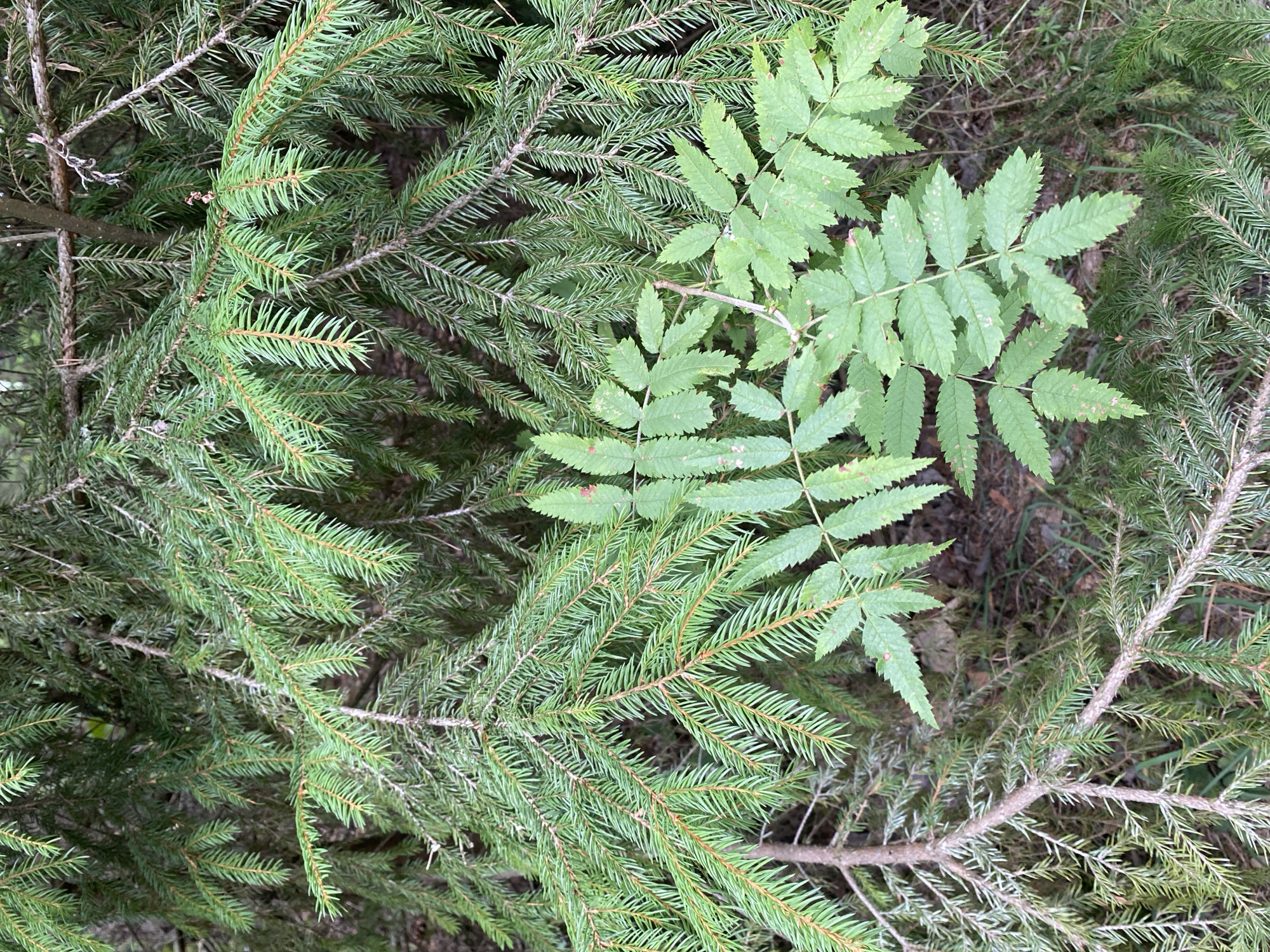 The image shows a close-up view of dense green coniferous branches, likely spruce, intertwined with a branch of a deciduous tree bearing compound leaves with serrated edges. The lighting suggests an outdoor setting, possibly a forest or park. The background is also filled with more coniferous foliage. The image composition is detailed and focused on the textures and colors of the foliage. There are no people or visible signs of human activity within the frame. The location in the city of Krupki, Belarus is not discernible from the visual information provided in the image.