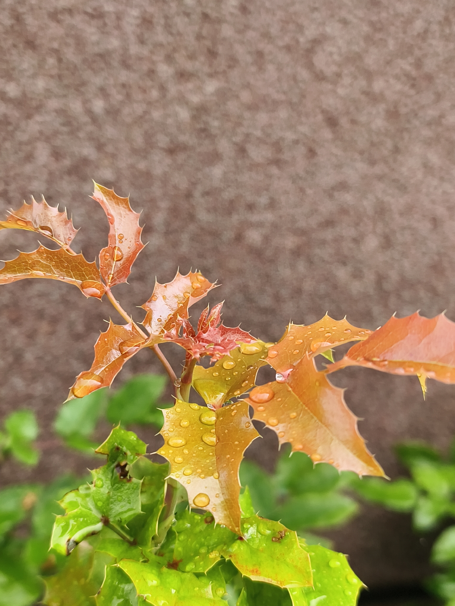 The image is a close-up, vertical shot of a plant with spiky, serrated leaves. The leaves exhibit a gradient of colors, transitioning from a vibrant green at the bottom to shades of orange and red at the top. Several water droplets are visible on the leaves, suggesting recent rain or watering. The background is a softly blurred, textured surface, appearing to be a neutral-colored wall or ground. There are no people or animals present. The scene is natural and serene, focusing on the intricate details of the plant and its interaction with water. The precise location within the city of Tczew, Poland, cannot be determined from the visual information provided.