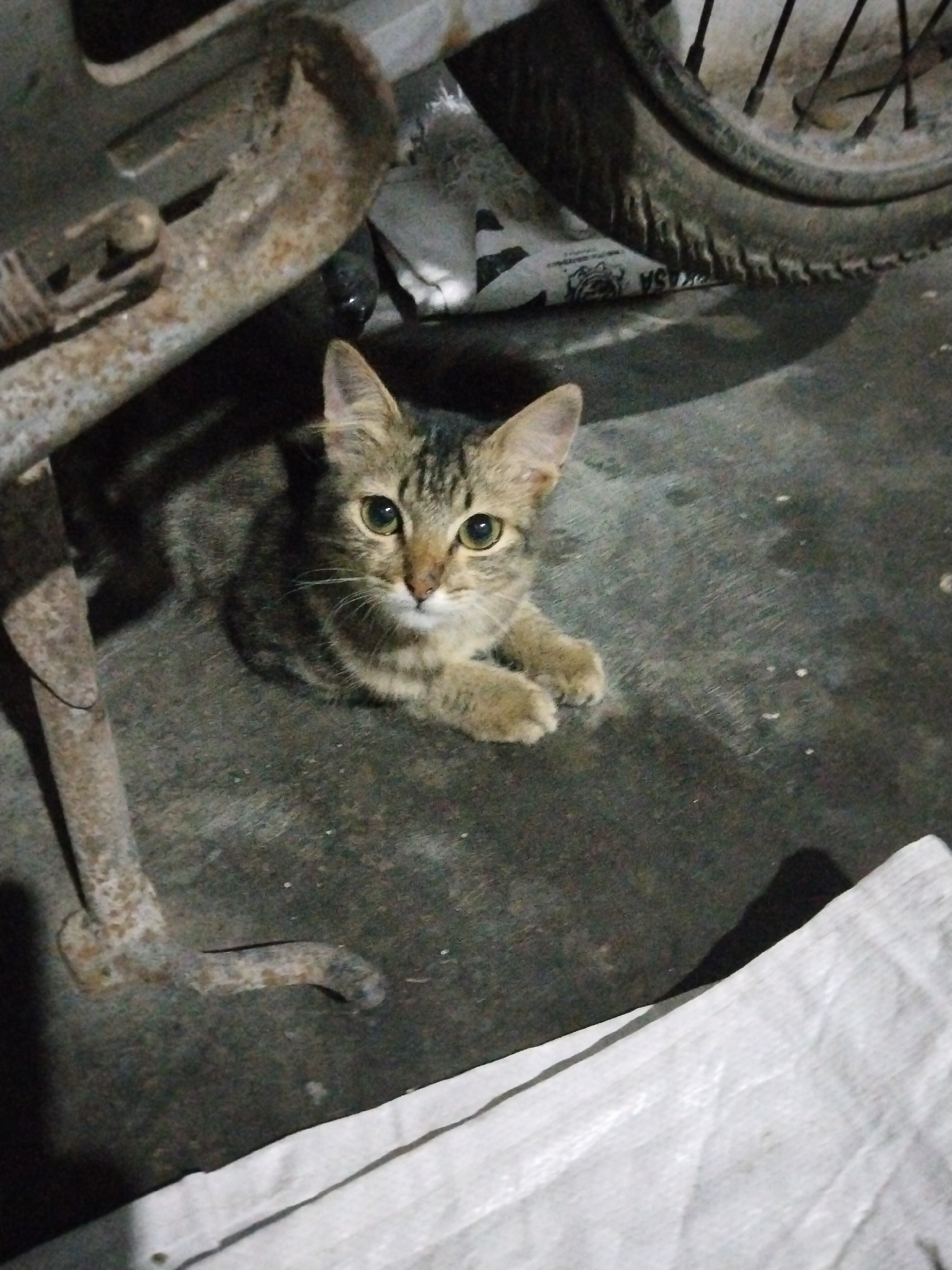 A medium shot depicts a tabby kitten sitting on a concrete floor. The kitten is positioned towards the upper center of the frame, facing the camera with its paws extended. In the background, a motorcycle tire is visible at the top of the frame. A rusty metal kickstand is to the left of the kitten. A white tarp or cloth is in the bottom right corner of the image. The location is Unknown, Unknown.