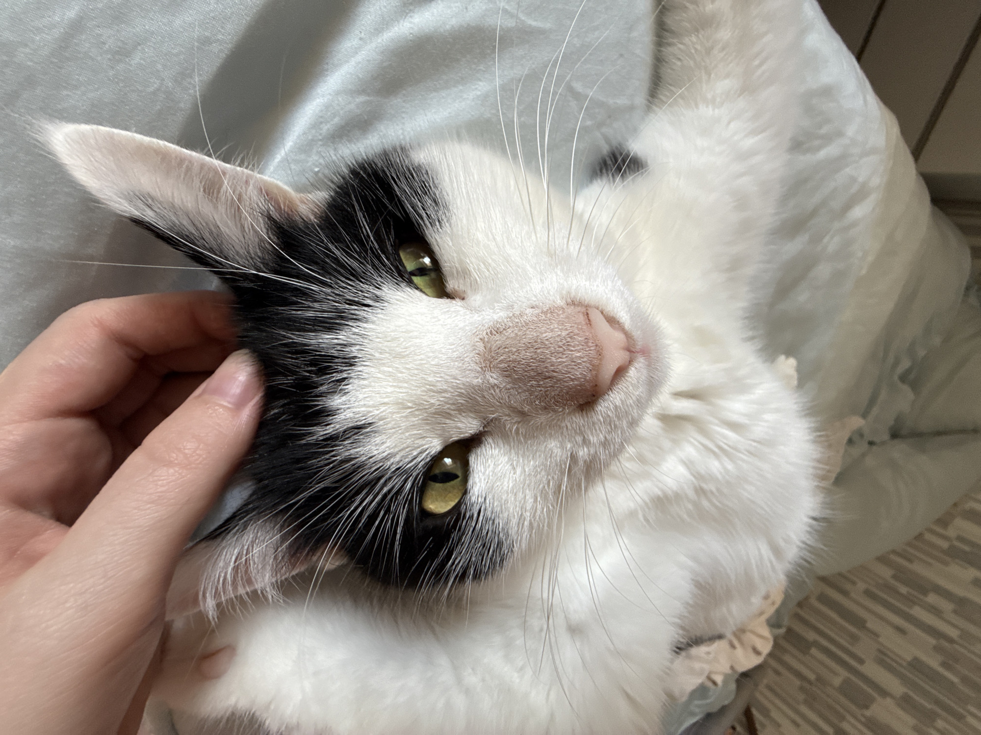 An overhead shot captures a black and white tuxedo cat being gently petted by a human hand. The cat, with striking green-gold eyes and a pink nose, looks directly at the viewer. Its fur is mostly white with distinct black patches around its ears and left eye, and it sports long, prominent white whiskers. The human hand, visible on the left side of the frame, has a light skin tone and is positioned near the cat's cheek and ear, suggesting a moment of affectionate interaction. The cat appears relaxed and content. The setting is indoors, with a soft, light blue-grey fabric (likely a blanket or bedding) forming the immediate background around the cat. Blurred elements in the periphery hint at walls or furniture. There is no visible text in the image.
