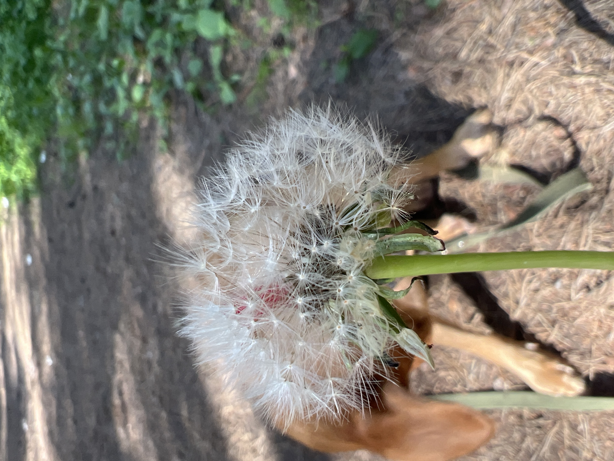 An out-of-focus, close-up, vertical shot shows a dandelion seed head with a blurred reddish center. To the left and behind the dandelion, a dog with light brown fur is visible, appearing to be resting on the ground. The ground is covered with dry grass and pine needles. In the background, there is a blurry path and some greenery. The scene is outdoors, likely in a park or natural area in Chaikovsky, Russia.