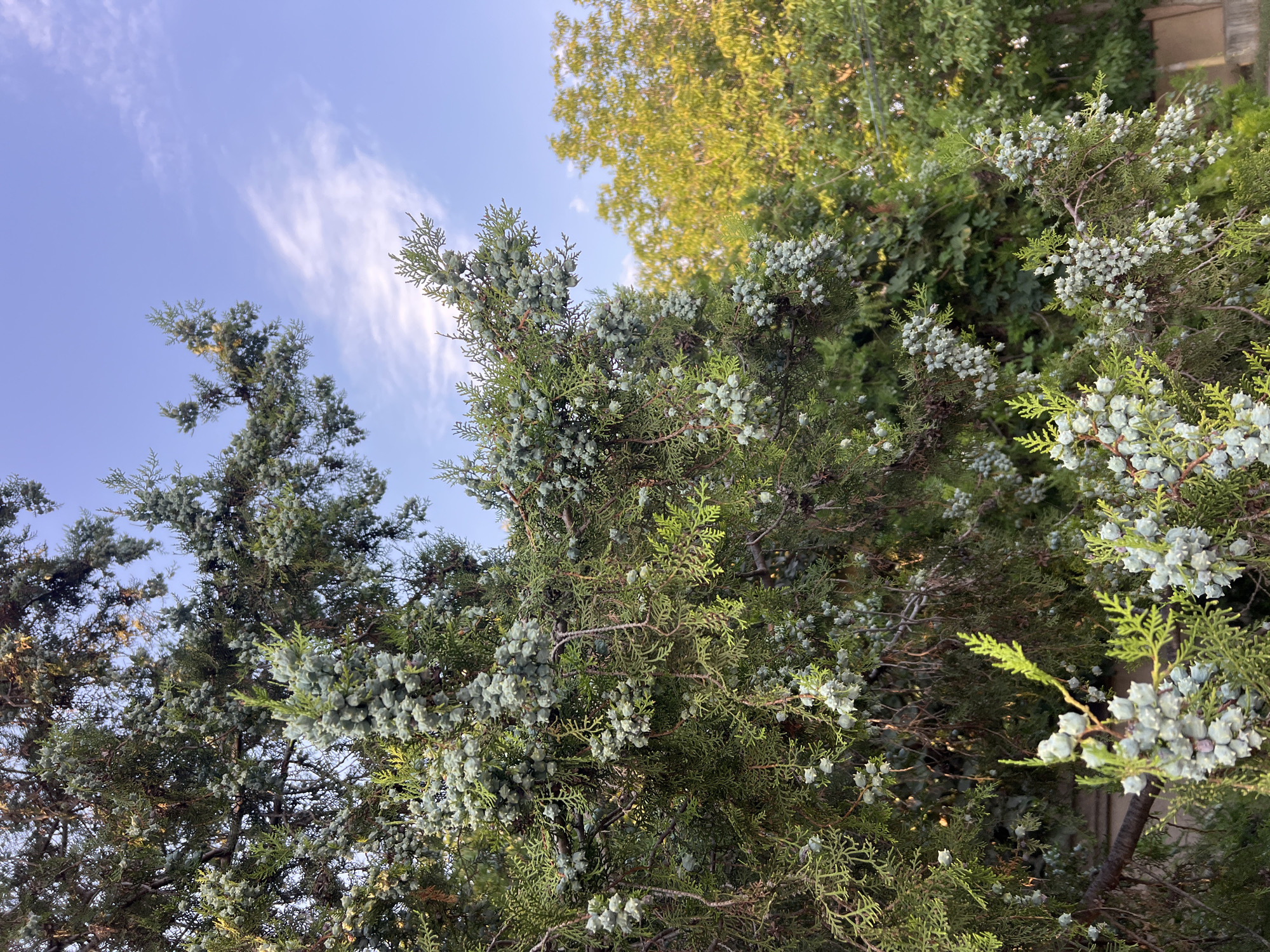 A close-up view shows a conifer tree with numerous small, light-blue cones hanging from its branches. The tree's foliage is dense and green, with feathery needles. In the background, the sky is a pale blue with a few wispy clouds. To the right of the conifer, other trees with yellow-green foliage are visible, suggesting a temperate climate and possibly late summer or early autumn. The image appears to be taken outdoors, likely in a park or garden setting within the city of Fontanka, Ukraine. No people or specific activities are depicted.