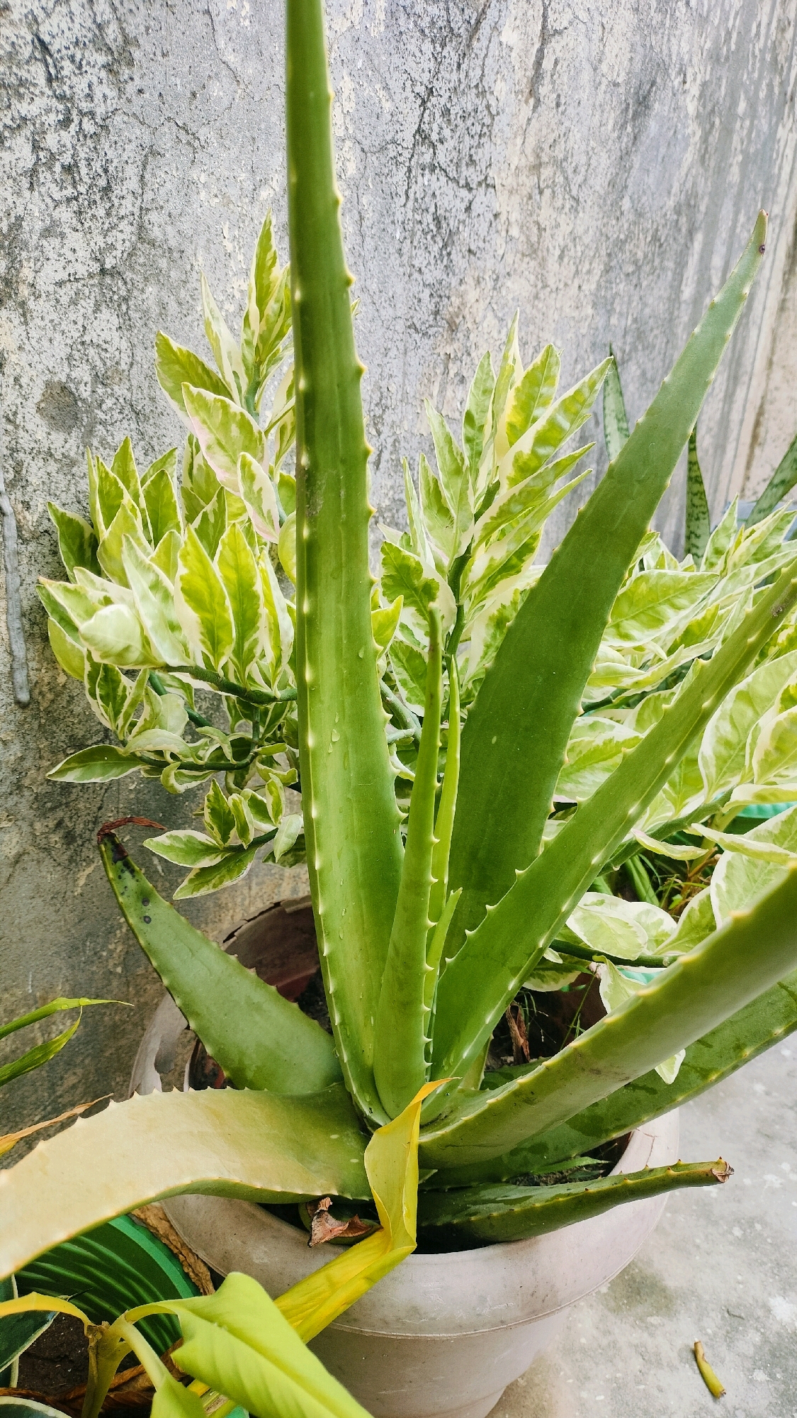 An aloe vera plant with succulent leaves is in a light-colored planter, positioned outdoors against a textured, grey concrete wall. The aloe vera plant is the dominant subject, with its thick, green, spiky leaves extending upwards and outwards. In the background, behind the aloe vera, is a variegated plant with green and white leaves, also appearing healthy. The planter is made of a light-colored material, possibly concrete or ceramic, and rests on a grey concrete surface. The environment suggests an urban setting, possibly a courtyard or balcony in Ramraj, India, given the style of the wall and the commonality of potted plants in such locations. There are no people or animals visible in the image, and no discernible actions or interactions are taking place. The lighting suggests it is daytime, with soft shadows indicating diffused sunlight.