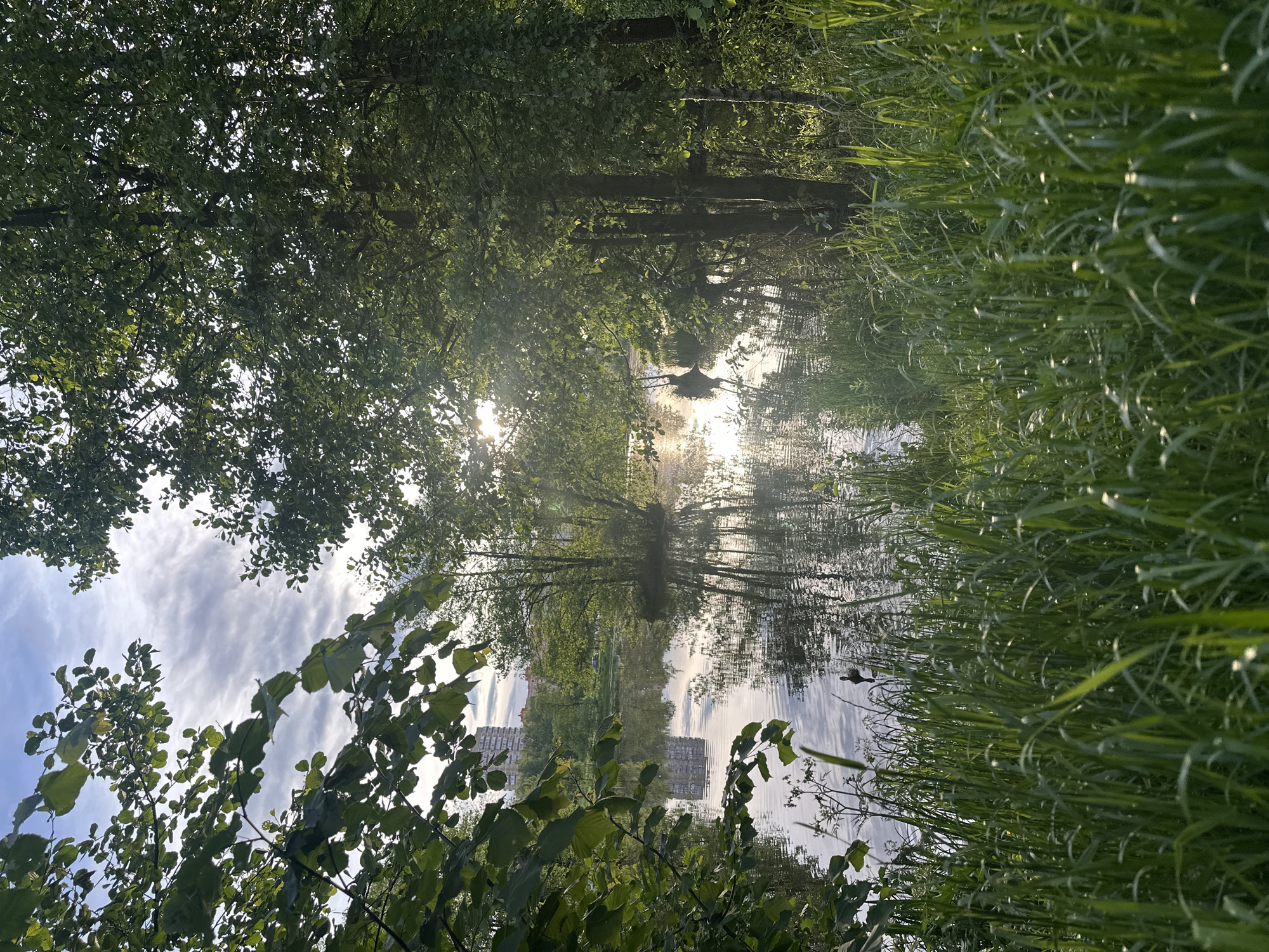 The image shows a body of water, likely a pond or lake, surrounded by trees and tall grass, creating a natural landscape. The scene appears to be upside-down; the reflection in the water shows trees, sky, and a building that are actually above the water's surface. Bright sunlight is visible, partially obscured by the trees, creating a shimmering effect on the water. The architecture of the building is visible in the reflection. The location is Grebnevo, Russia. The building would be the architectural ensemble of the estate.