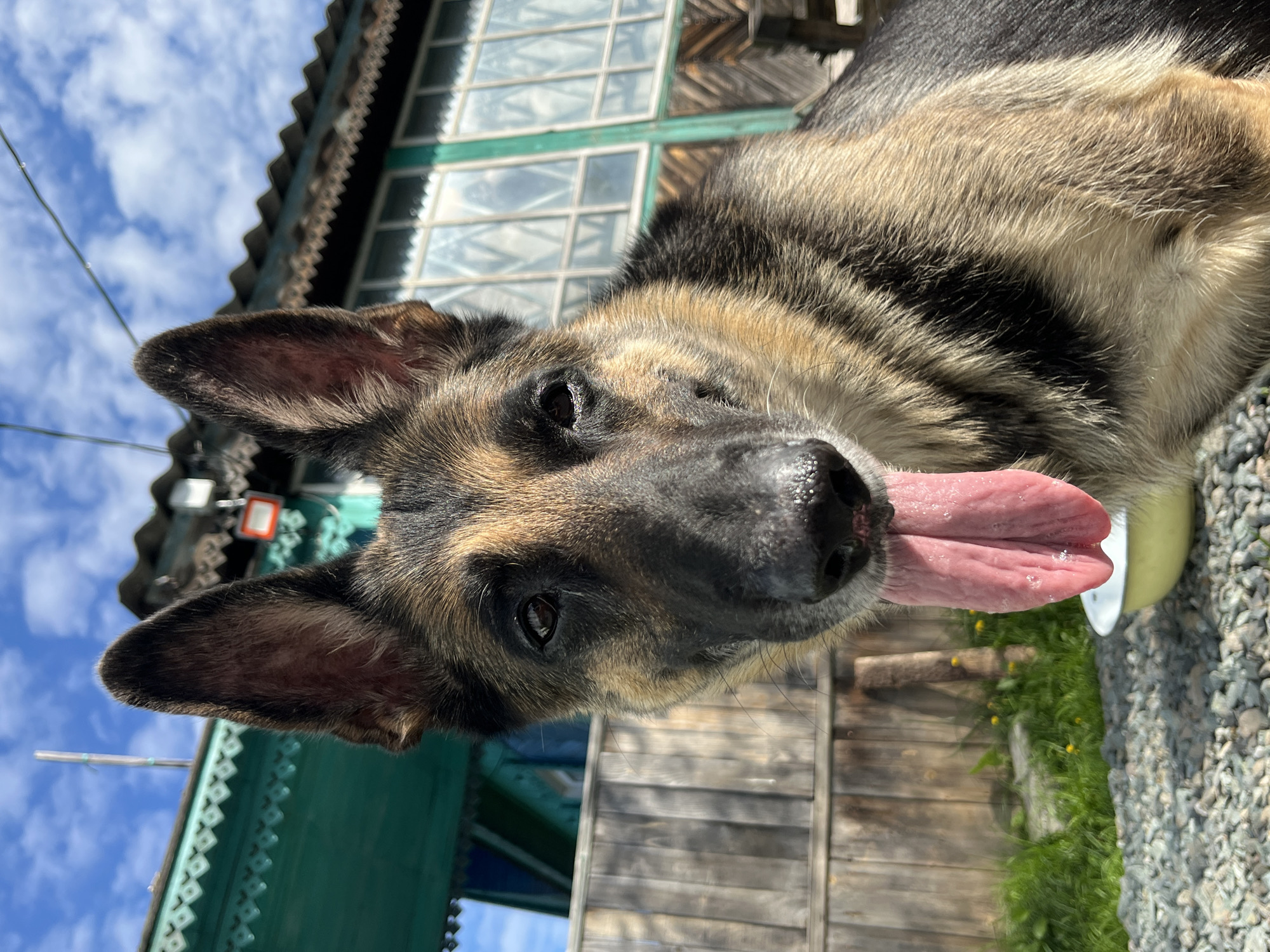 The image depicts a close-up, head-on shot of a German Shepherd dog with its tongue hanging out. The dog is in the foreground, with its face dominating the frame. Behind the dog, there is a wooden fence and a building with green trim and windows. The sky above is blue with some white clouds. The ground in the foreground is covered with gravel, and there is a yellow bowl visible near the bottom right corner of the image. The lighting suggests it is daytime. The scene is an outdoor setting, likely a backyard or yard, possibly in a rural or suburban area. There are no people visible in the image. The location is identified as the city of Nizhny Tagil, Russia.
