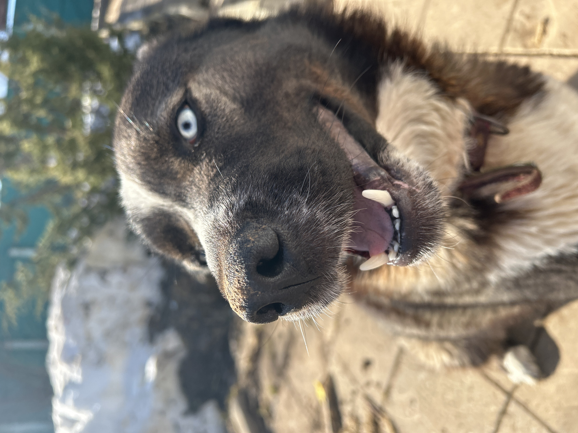 The image depicts a close-up, low-angle view of a dog, likely a Husky or similar breed, with distinct blue eyes. The dog's mouth is open, revealing its teeth and tongue. A collar is visible around its neck. The background shows an outdoor scene with hints of vegetation and possible snow. Based on the location provided, the scene is plausibly located in a residential or outdoor area in Фоки, Russia.