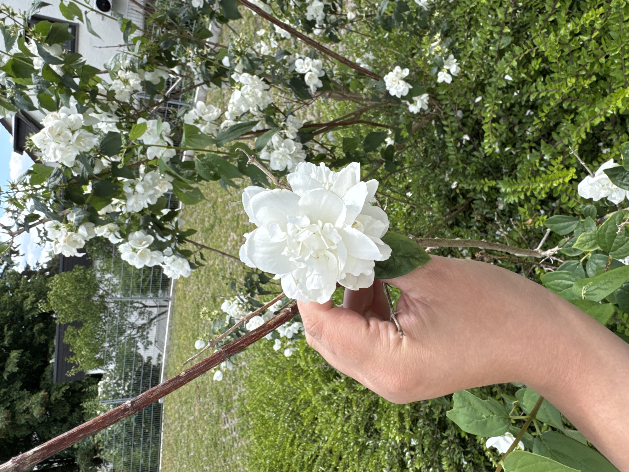 A person's hand is visible in the foreground, holding a white, multi-petaled flower. The flower appears to be a jasmine blossom. In the background, there is a bush of similar white flowers and green foliage. Behind the bush, a grey metal fence encloses a grassy area, and a building with dark roofing and white walls is partially visible. The scene suggests an outdoor setting, possibly a garden or park within a city.