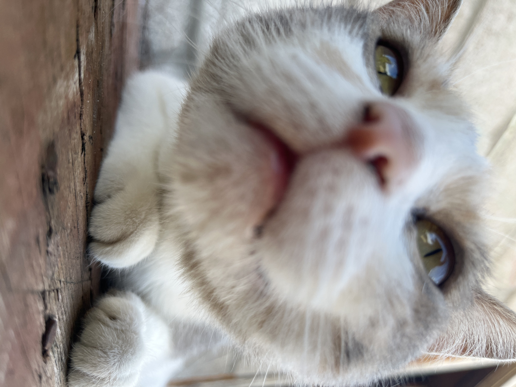 This is a close-up, low-angle shot of a cat's face, likely taken outdoors on a wooden surface. The cat has white and grey fur, with green eyes. The focus is on the cat's nose, mouth, and front paws. The background is blurred, but appears to be a light-colored wall or building. The lighting suggests it is daytime. There is no information available to determine the specific location within the city of Dnipro, Ukraine.